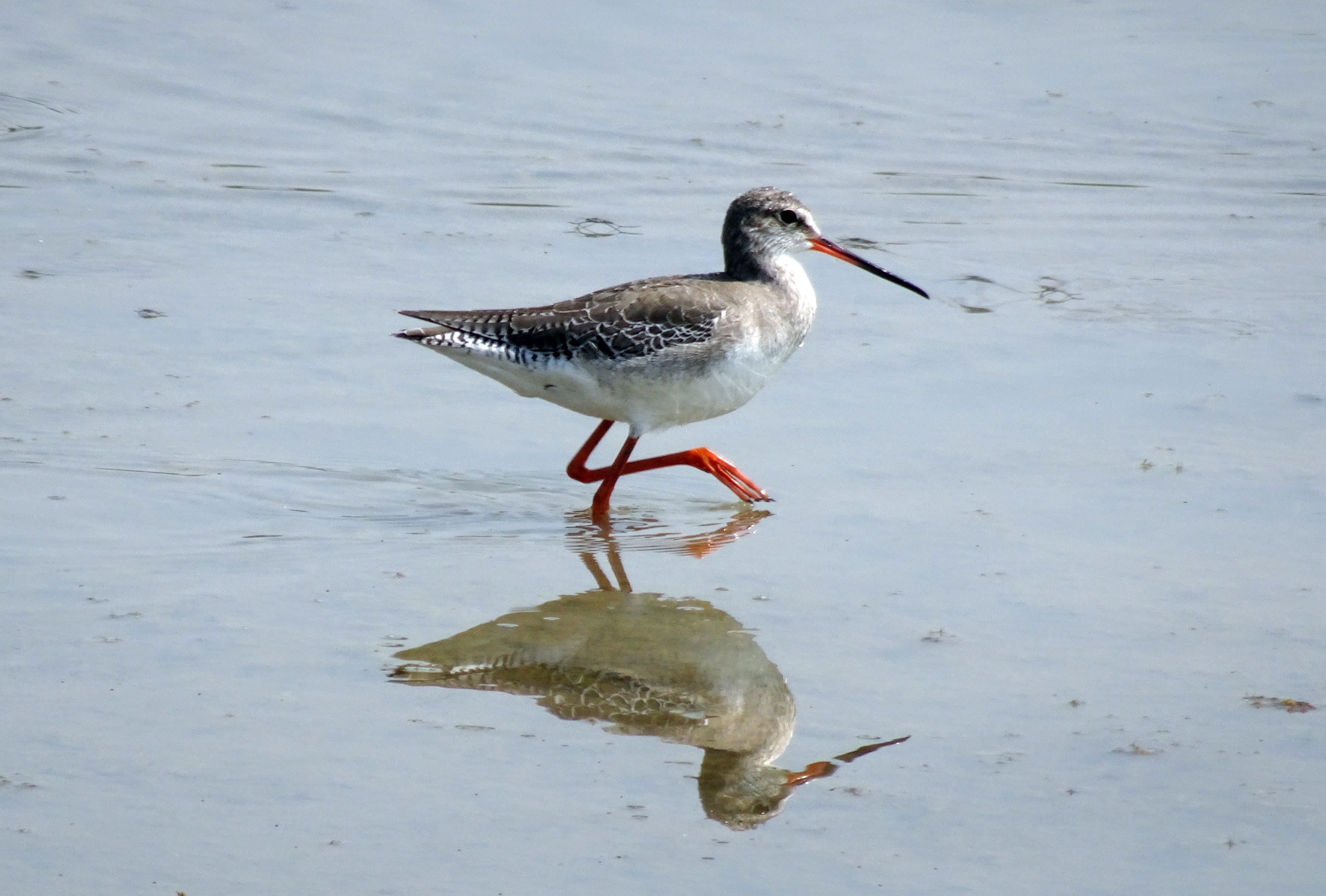 animal themes, lake, animal, no people, bird, india, animals in the wild, day, scolopacidae, tringa erythropus, wader, 2K, spotted redshank, wildlife, HD Wallpaper