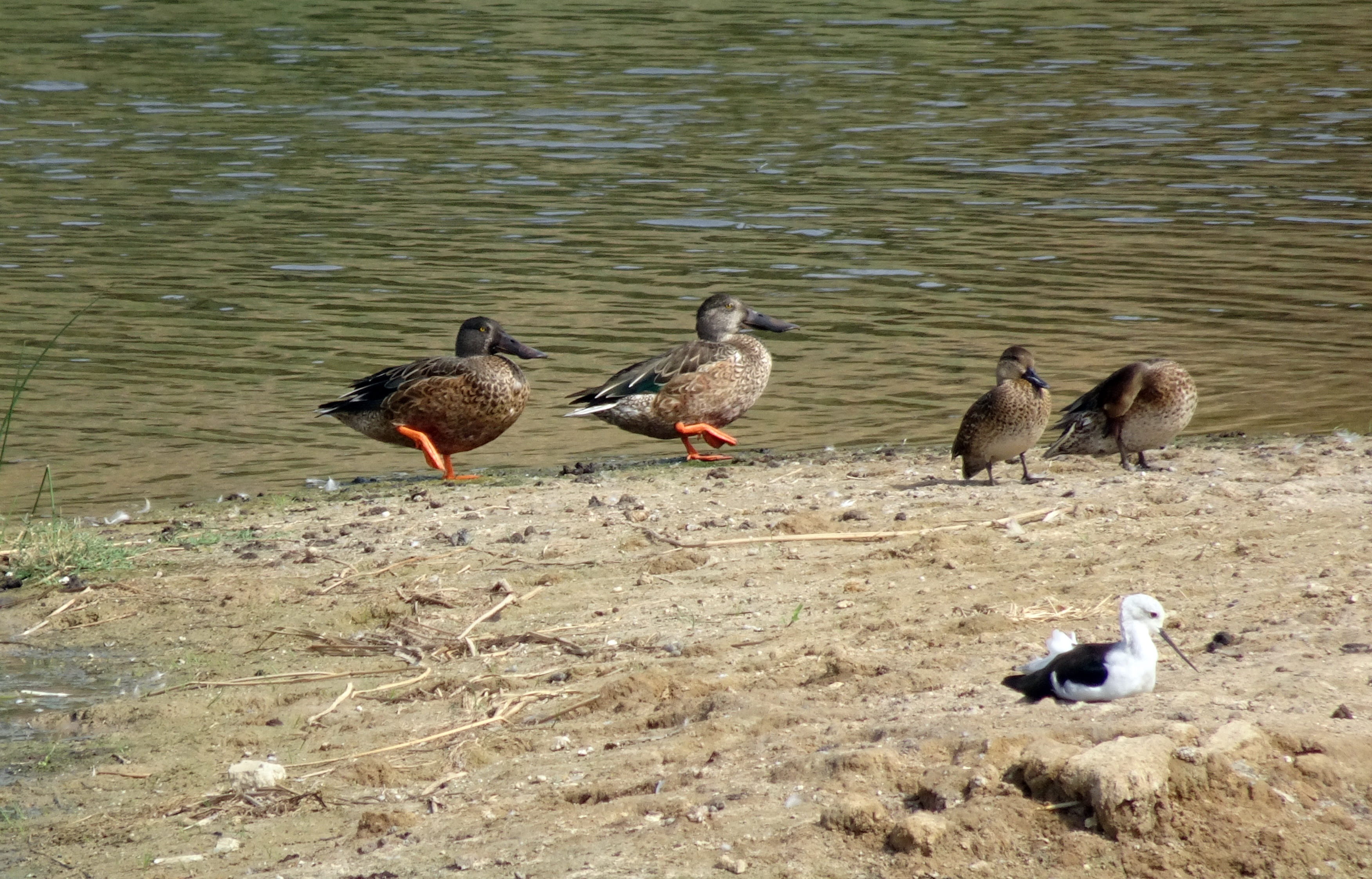 sunlight, animal themes, nature, 2K, animal, group of animals, aquatic, pond, lake, medium group of animals, gujarat, india, no people, shoveler, water, HD Wallpaper