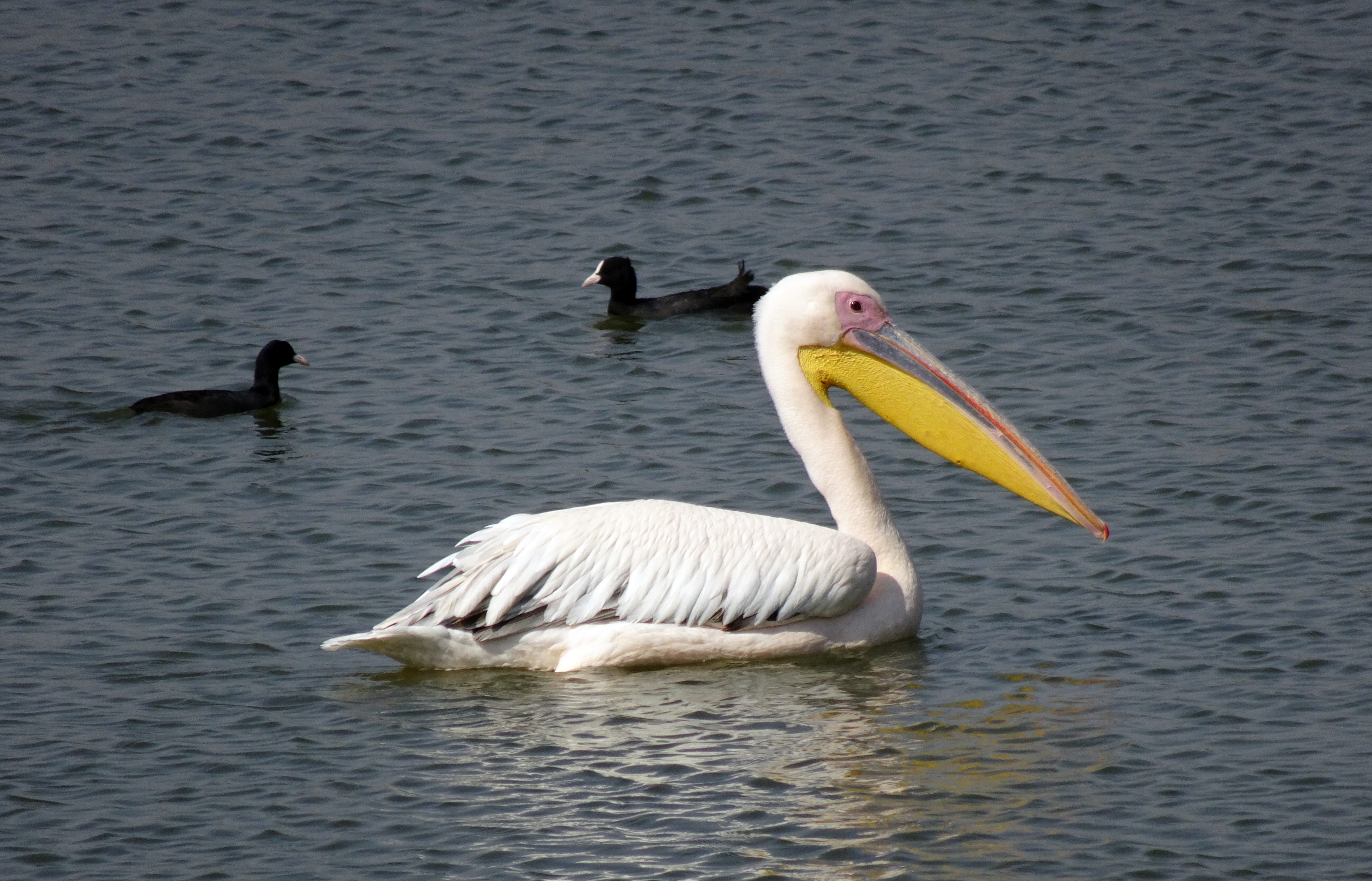 india, water bird, beauty in nature, animals in the wild, group of animals, day, cygnet, white pelican, eastern white pelican, two animals, animal, water, HD Wallpaper