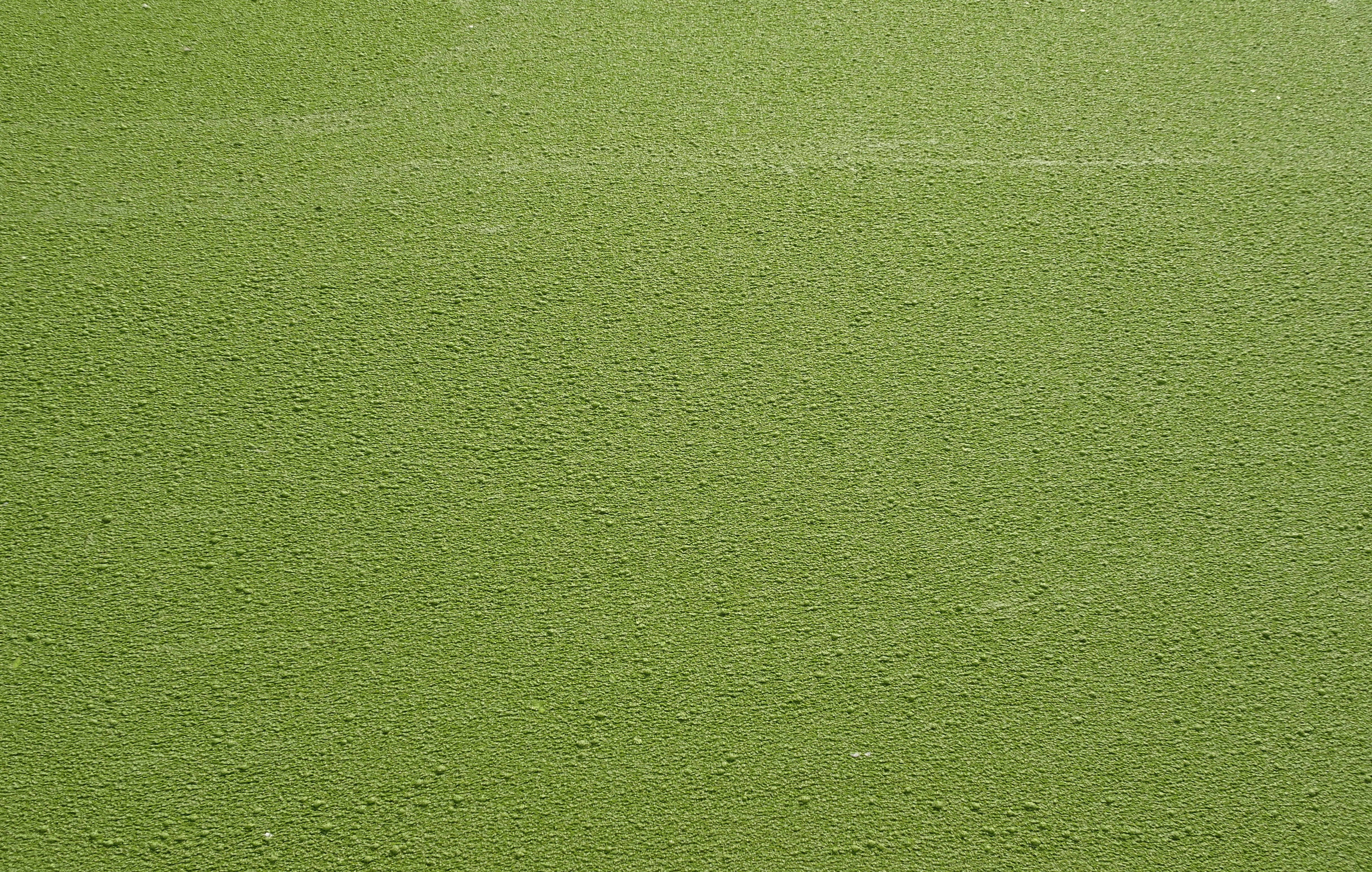 green background, weed, growth, natural, flora, pattern, full frame, wall - building feature, luxury, blank, green, no people, aquatic, textured effect, HD Wallpaper
