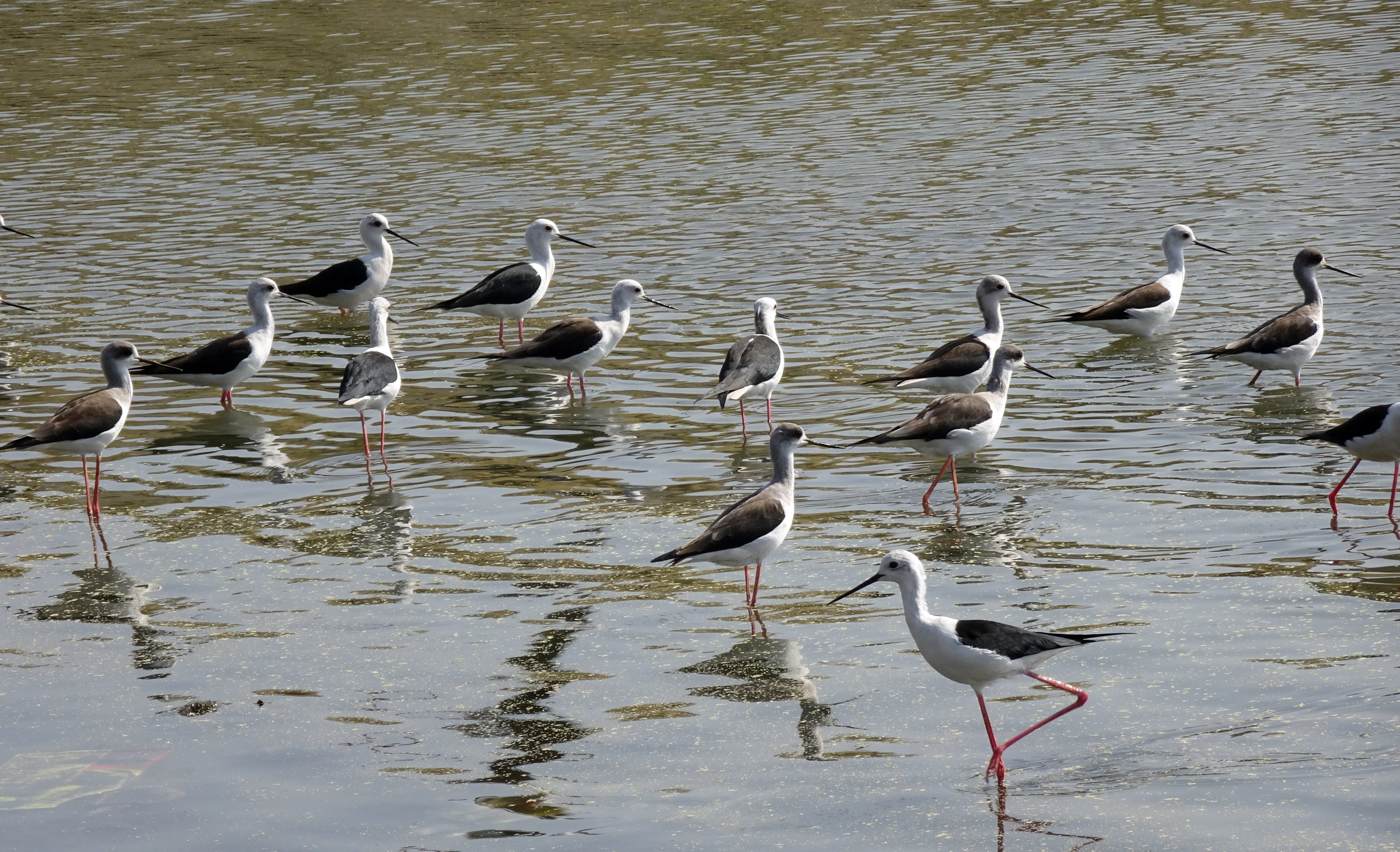 water, nature, large group of animals, pied stilt, perching, animal wildlife, seagull, bird, 4K, india, day, long-legged, wader, no people, high angle view, HD Wallpaper