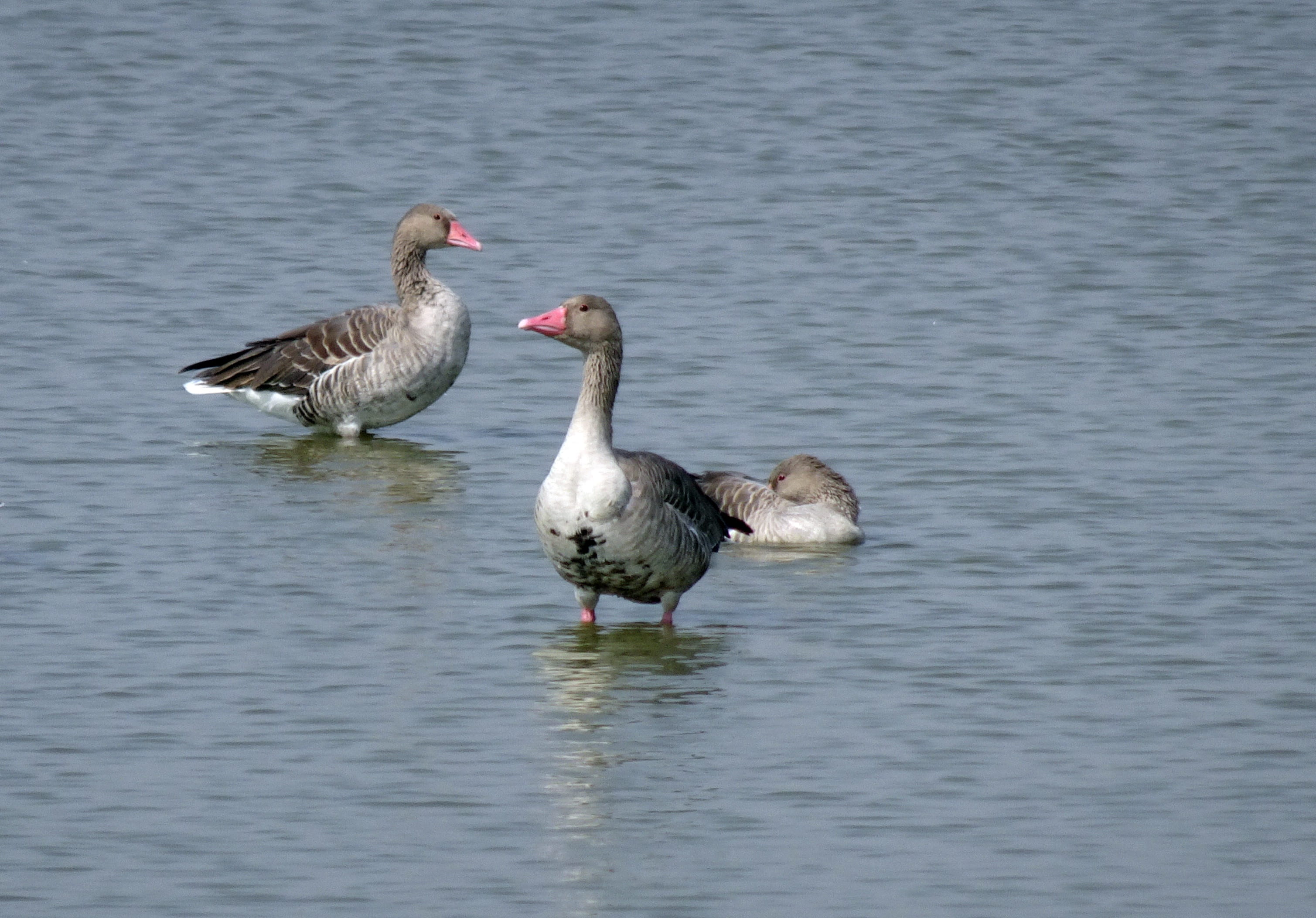 water, greylag goose, no people, vadla, waterfront, animal family, waterfowl, water bird, anser anser, animal themes, swimming, beauty in nature, gujarat, HD Wallpaper