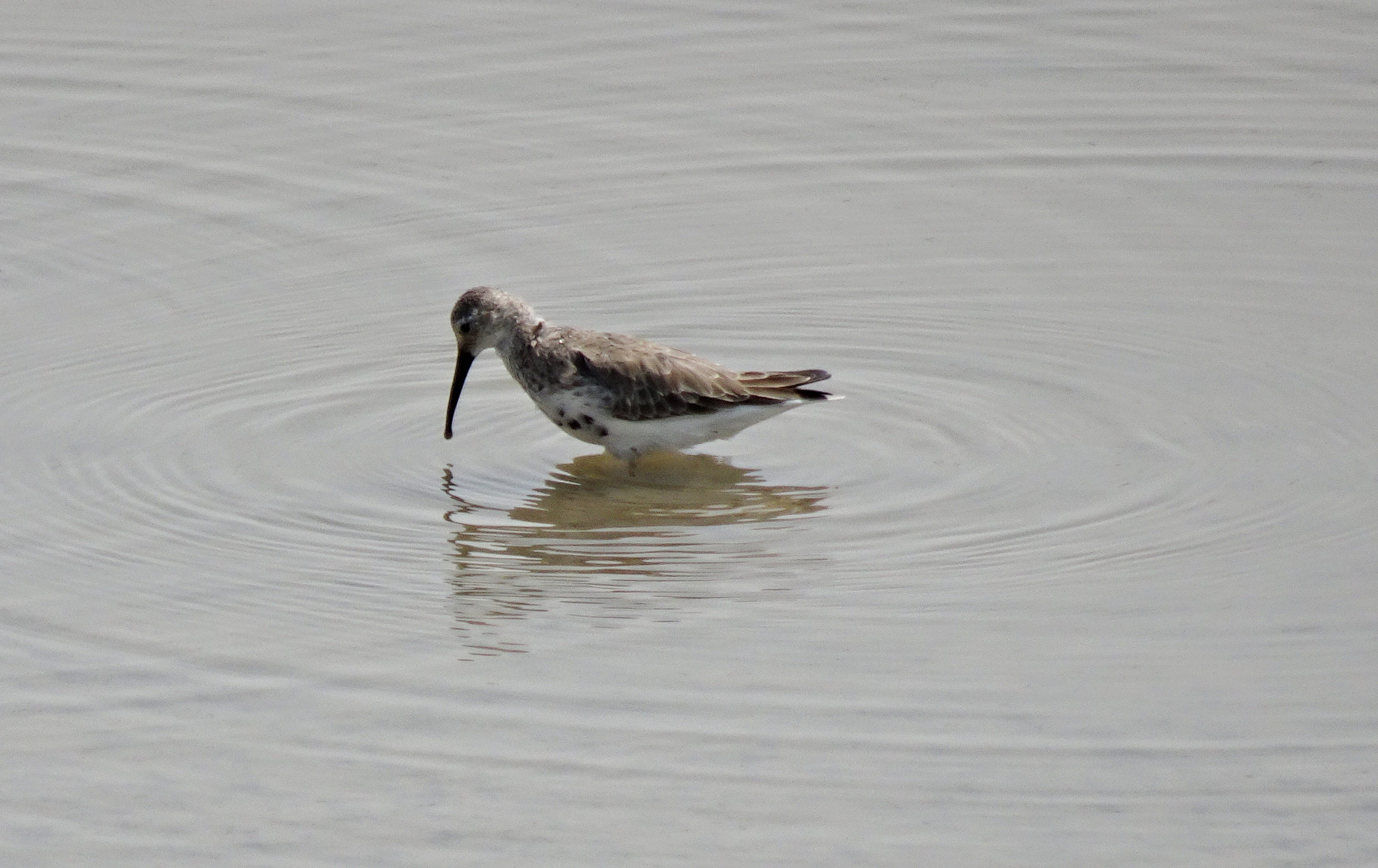 nature, young animal, water, gujarat, high angle view, motion, outdoors, floating on water, wader, animal, day, calidris alpina, animal wildlife, lake, HD Wallpaper