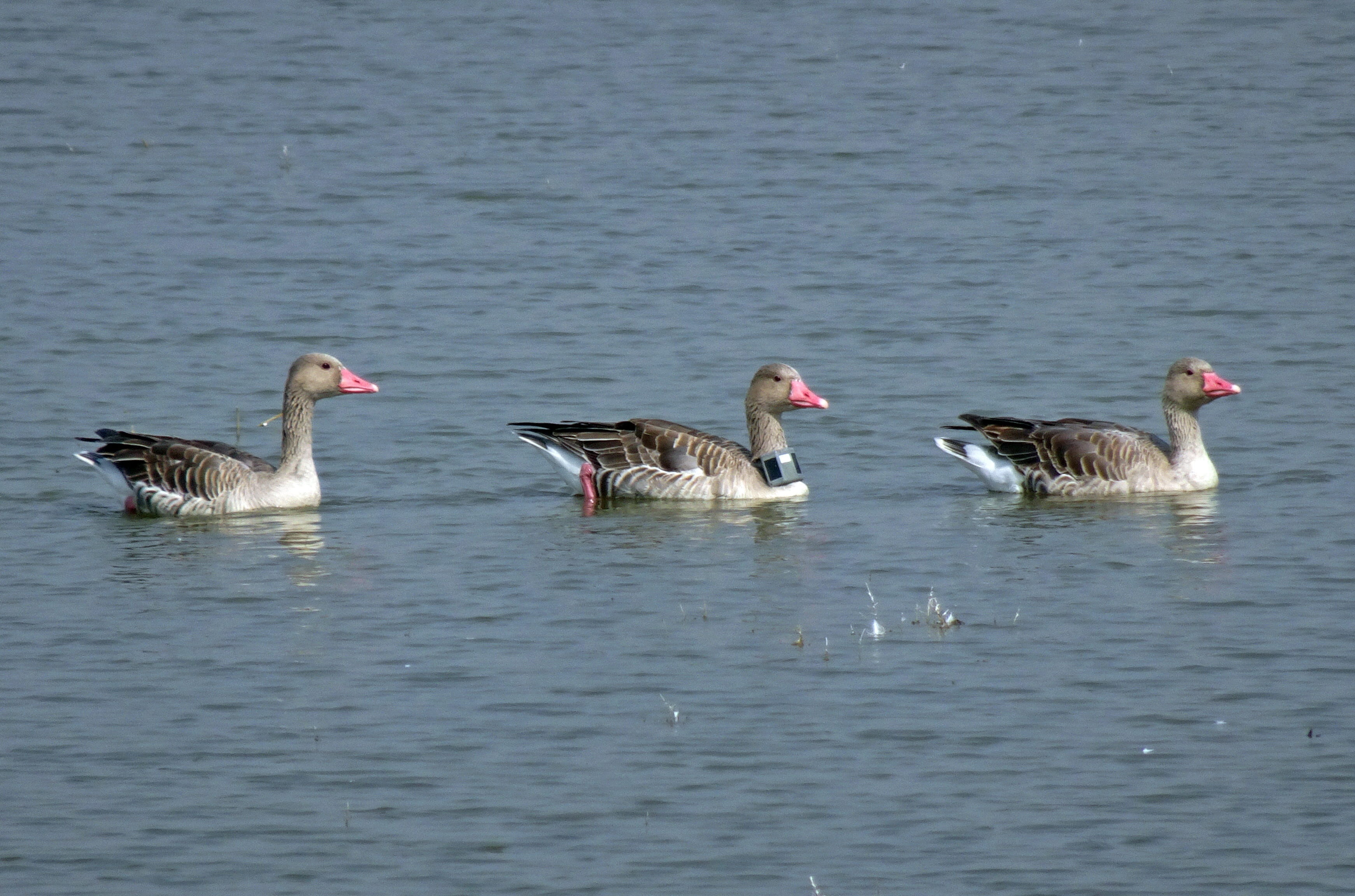 anatidae, radiocollared, animals in the wild, animal, india, ornithology, beauty in nature, research, day, outdoors, waterfront, greylag goose, animal themes, HD Wallpaper