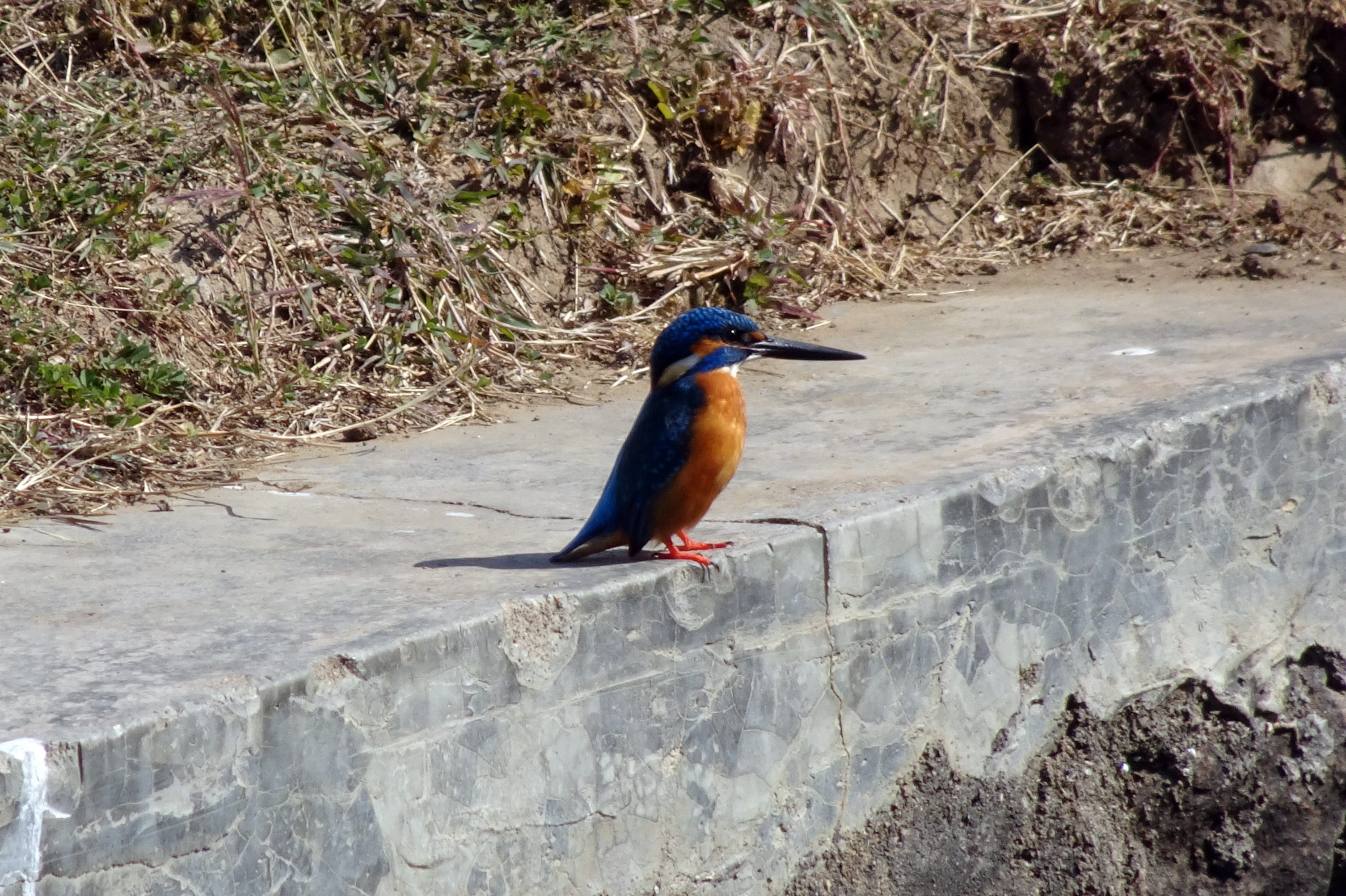perching, high angle view, day, rock - object, outdoors, animals in the wild, india, common kingfisher, rock, kingfisher, no people, solid, vertebrate, HD Wallpaper
