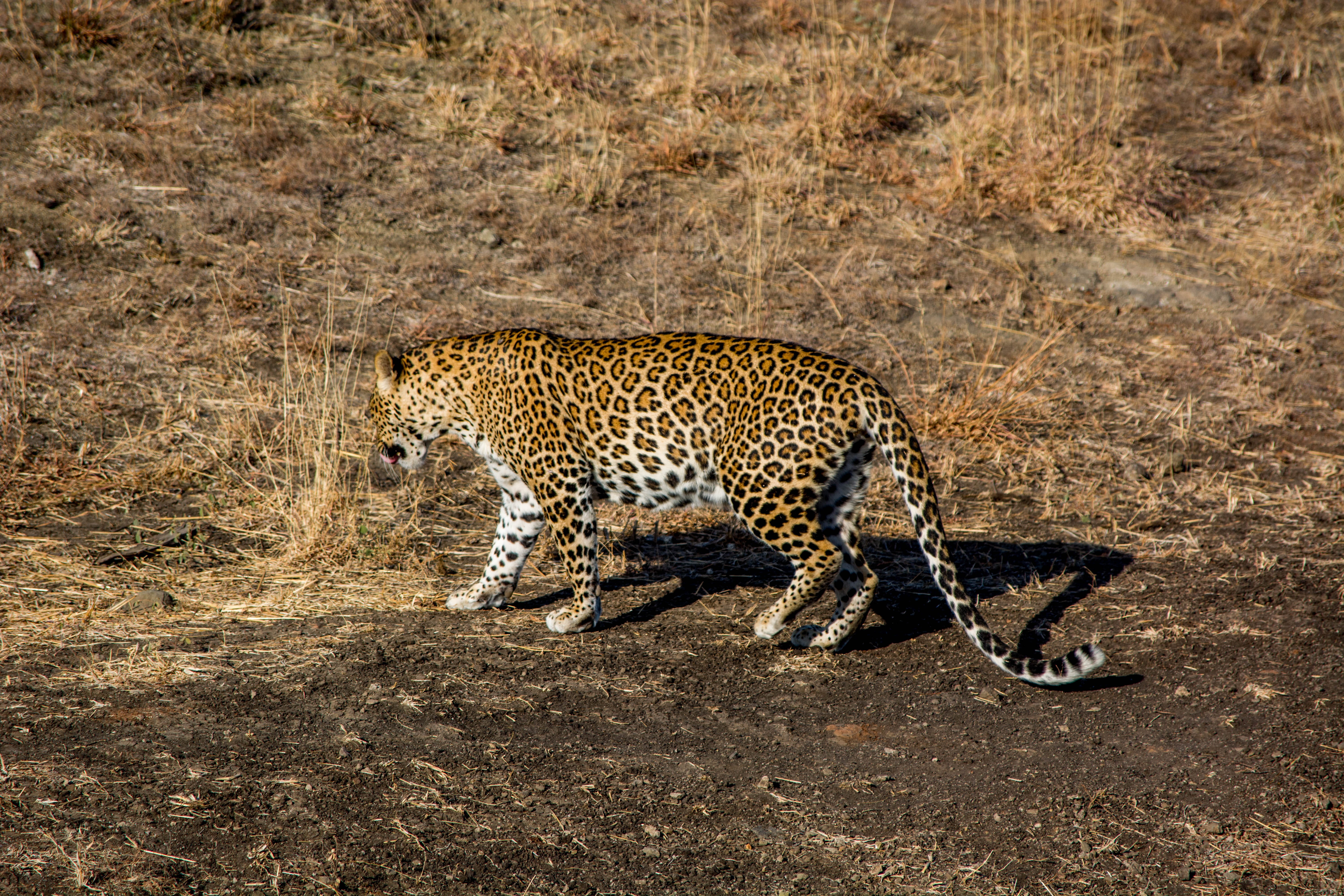 national forest, animals hunting, feline, gir forest, animal themes, cheetah, travel, wild animal, tiger, outdoors, animal wildlife, one animal, leopard, HD Wallpaper