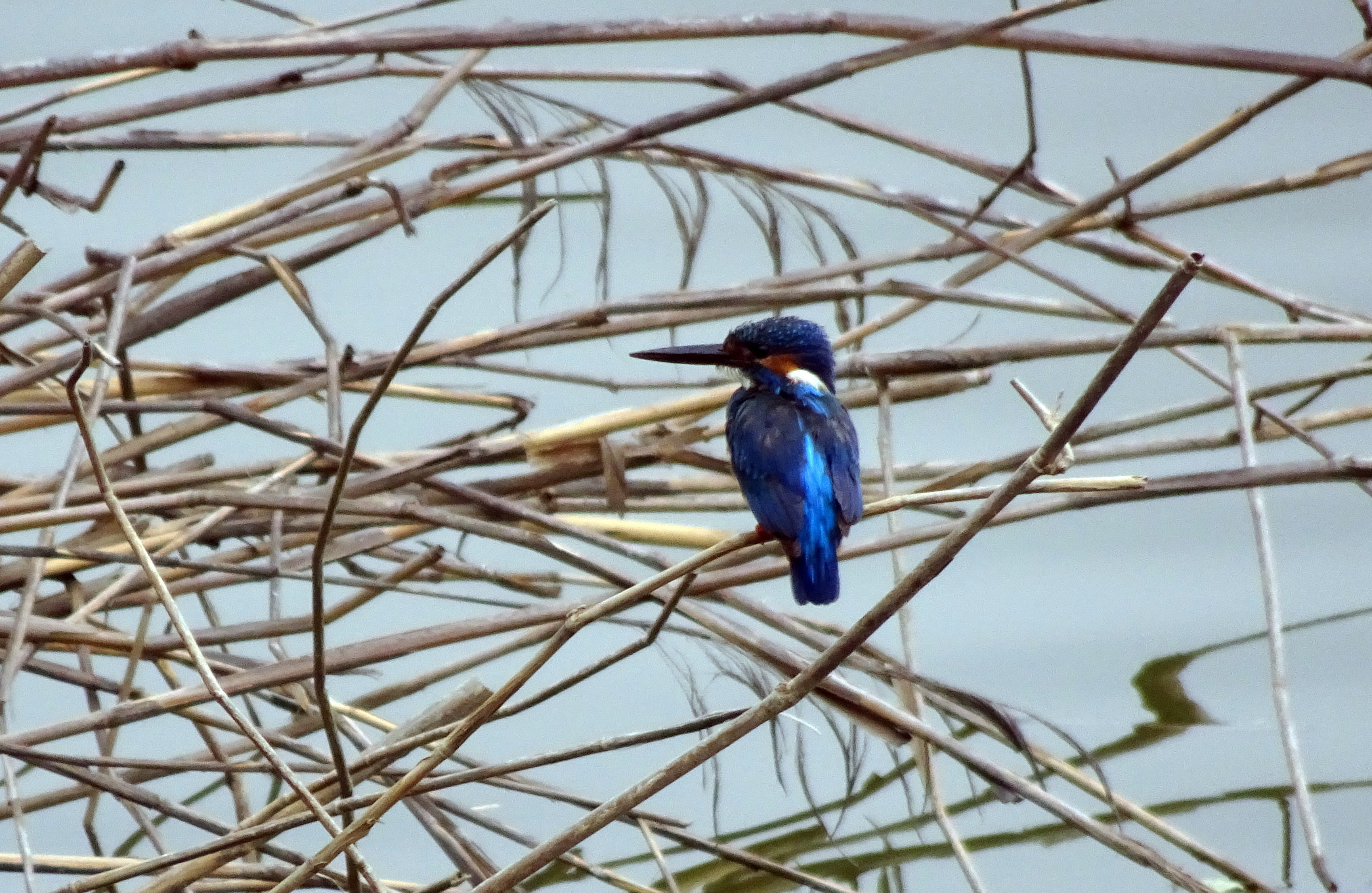 outdoors, vertebrate, kingfisher, blue, alcedo atthis, focus on foreground, day, perching, river kingfisher, bare tree, 2K, bird, tree, animal themes, HD Wallpaper
