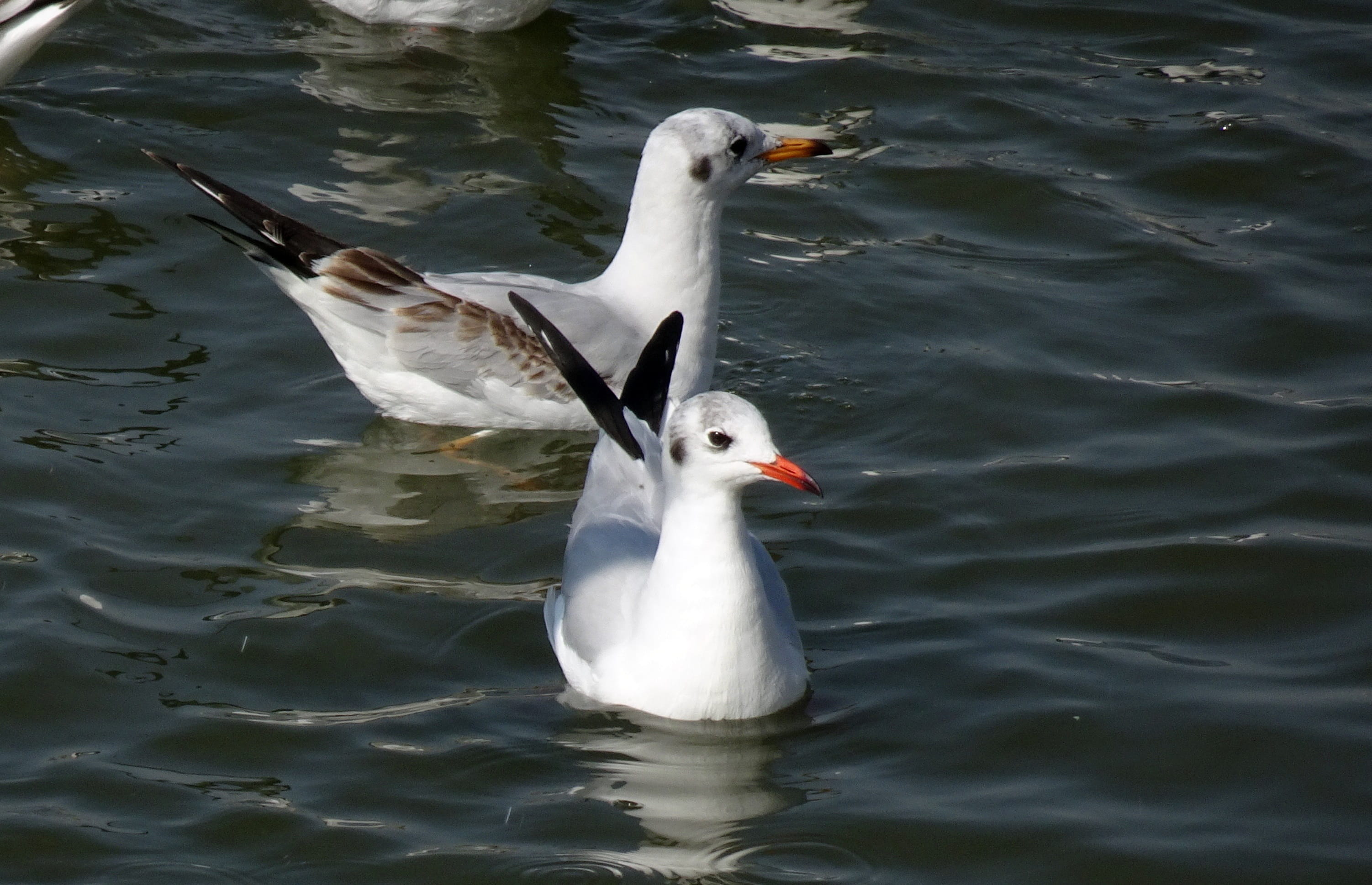 rippled, beak, vertebrate, animal wildlife, gull, animals in the wild, animal, reflection, avian, small gull, bird, swimming, day, chroicocephalus ridibundus, HD Wallpaper