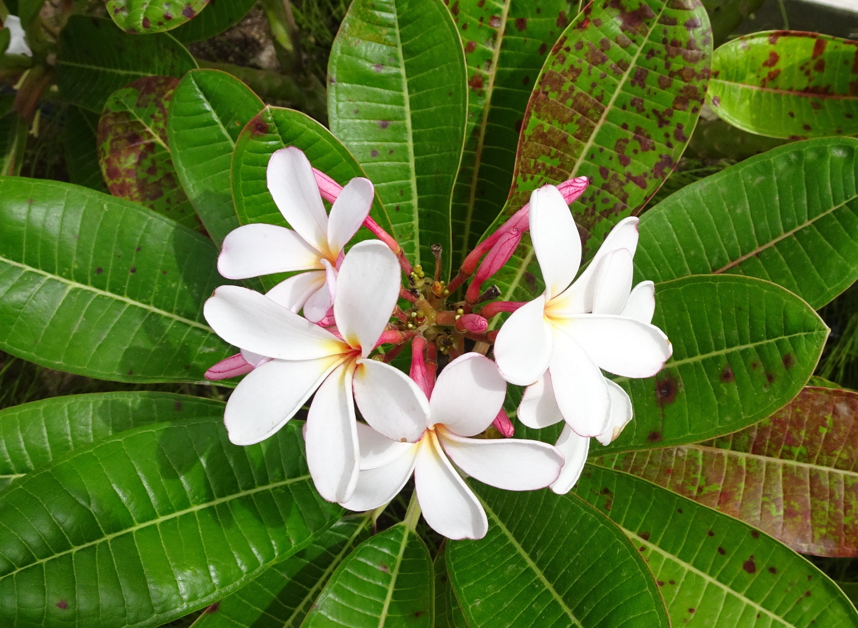 freshness, blooming, white color, no people, close-up, nature, fragrant, fragility, day, inflorescence, petal, blossom, frangipani, india, growth, flowering plant, HD Wallpaper