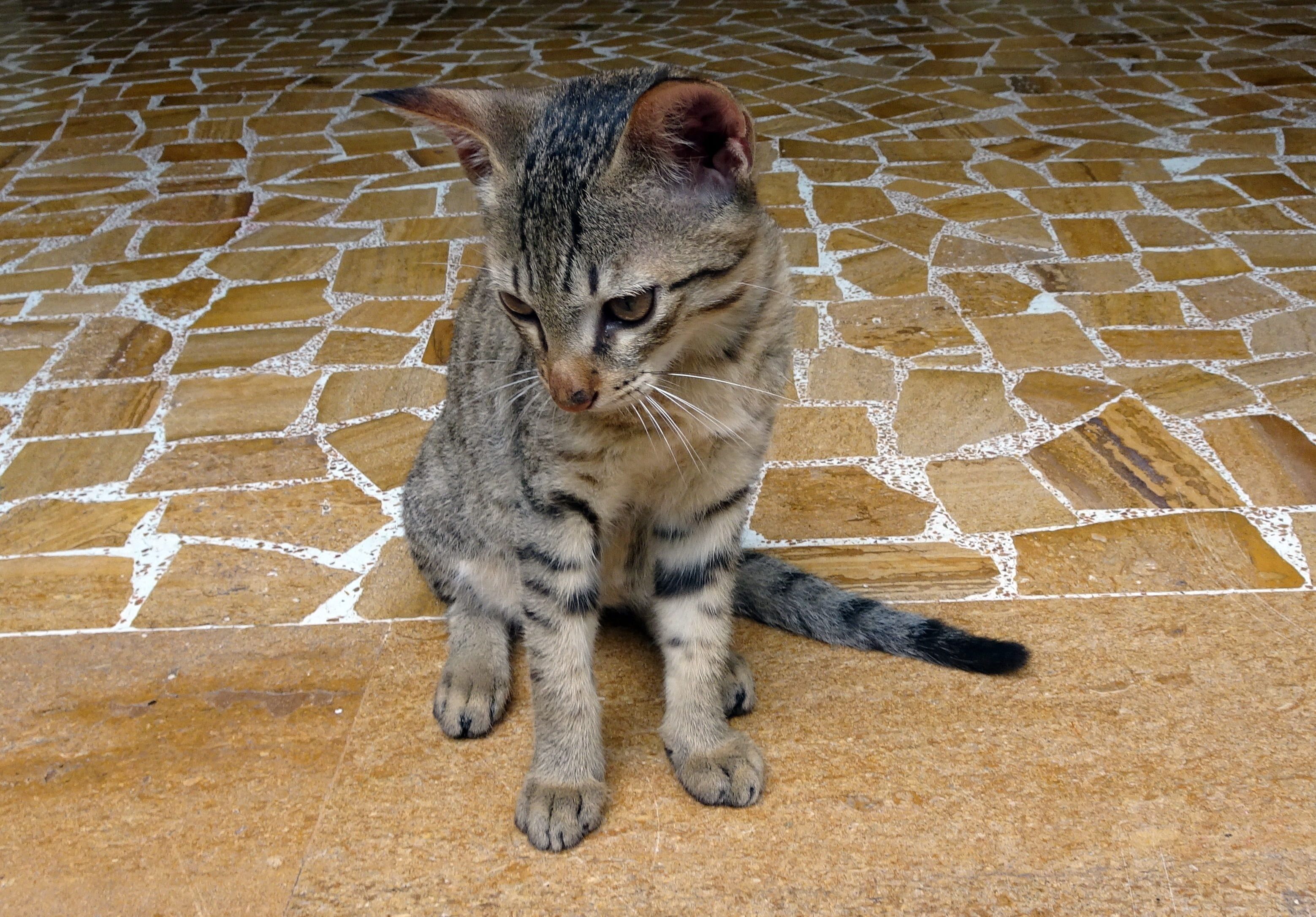 pets, bengalensis, striped, friendly, kitten, 2K, paw, p, gujarat, domestic animals, cat, wall - building feature, confident, looking away, asian leopard cat, HD Wallpaper