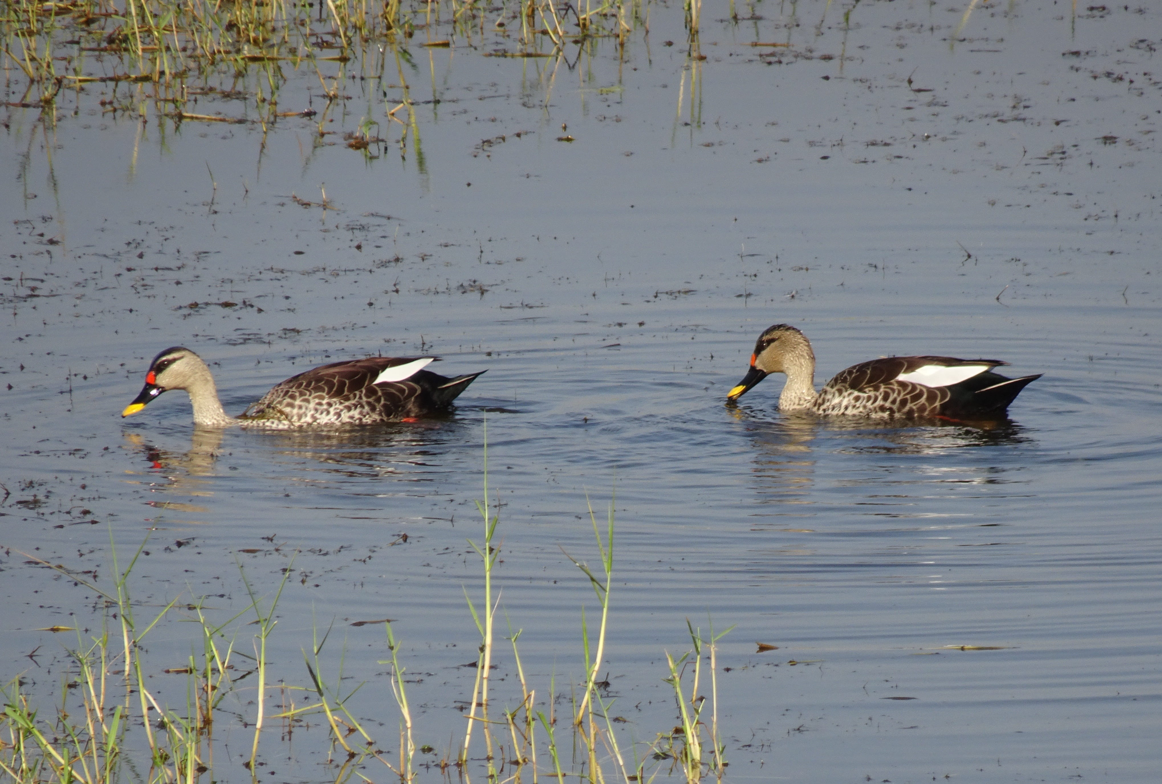 animal, no people, india, swimming, peaceful, spot-billed duck, animal family, poultry, water, animal wildlife, fauna, mallard duck, gujarat, anas poecilorhyncha, HD Wallpaper