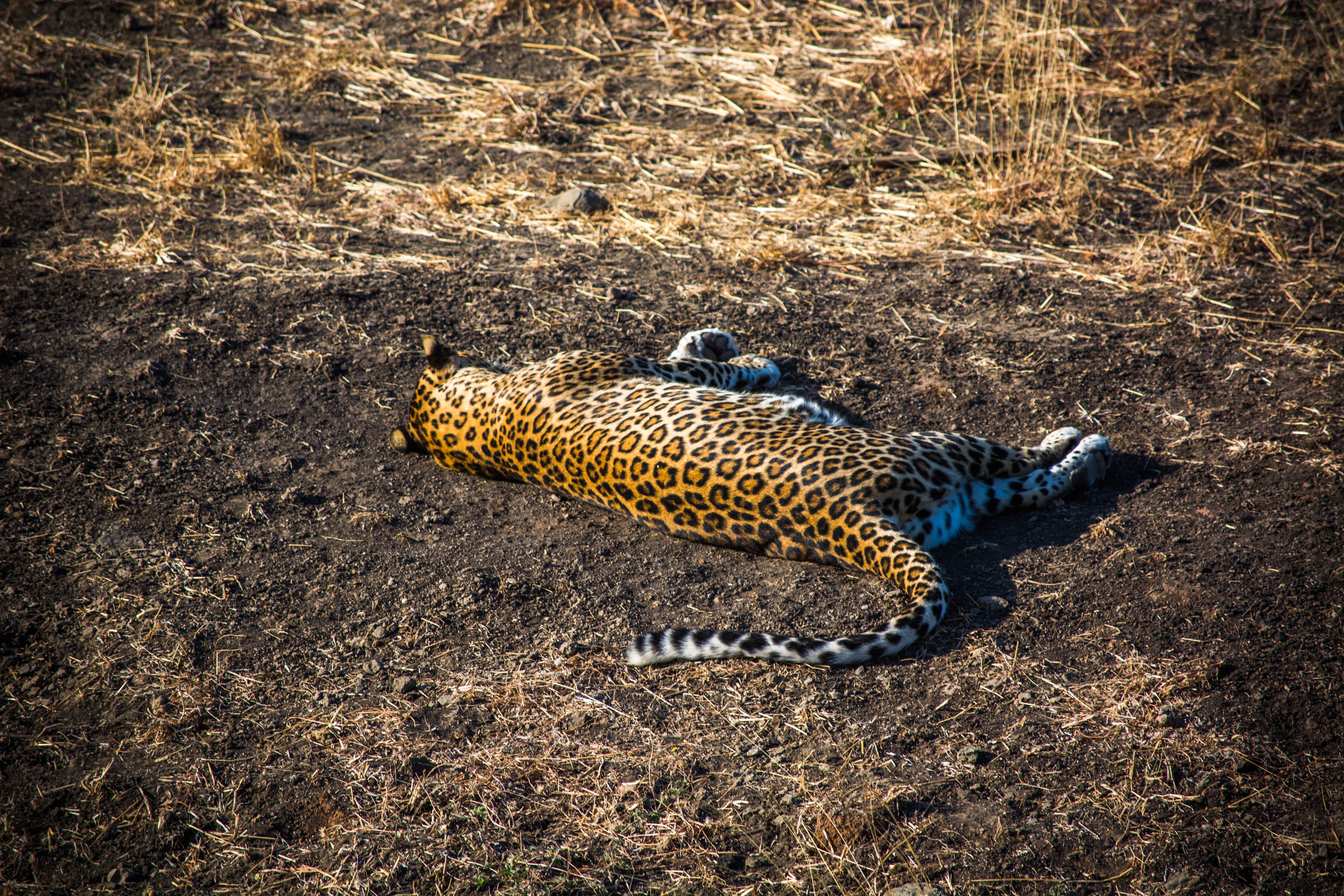 animals in the wild, wildlife, india, cat, panther, trees, travel, mammal, forest, cheetah, vertebrate, national forest, animal head, 5K, high angle view, HD Wallpaper