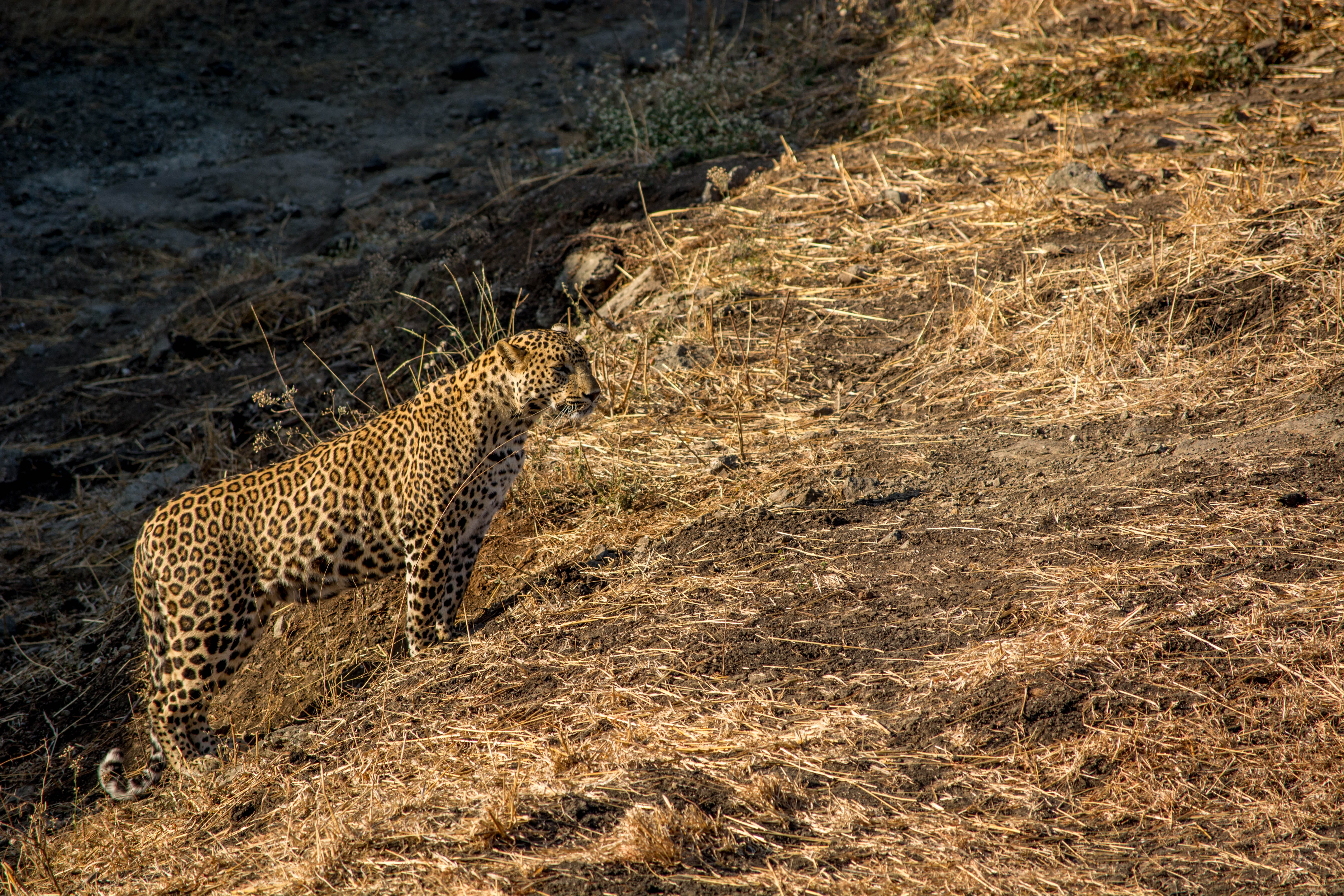 national forest, forest, wildlife, 5K, animal themes, land, panther, tiger, india, mammal, trees, gujarat, animal wildlife, gir forest, one animal, carnivora, HD Wallpaper