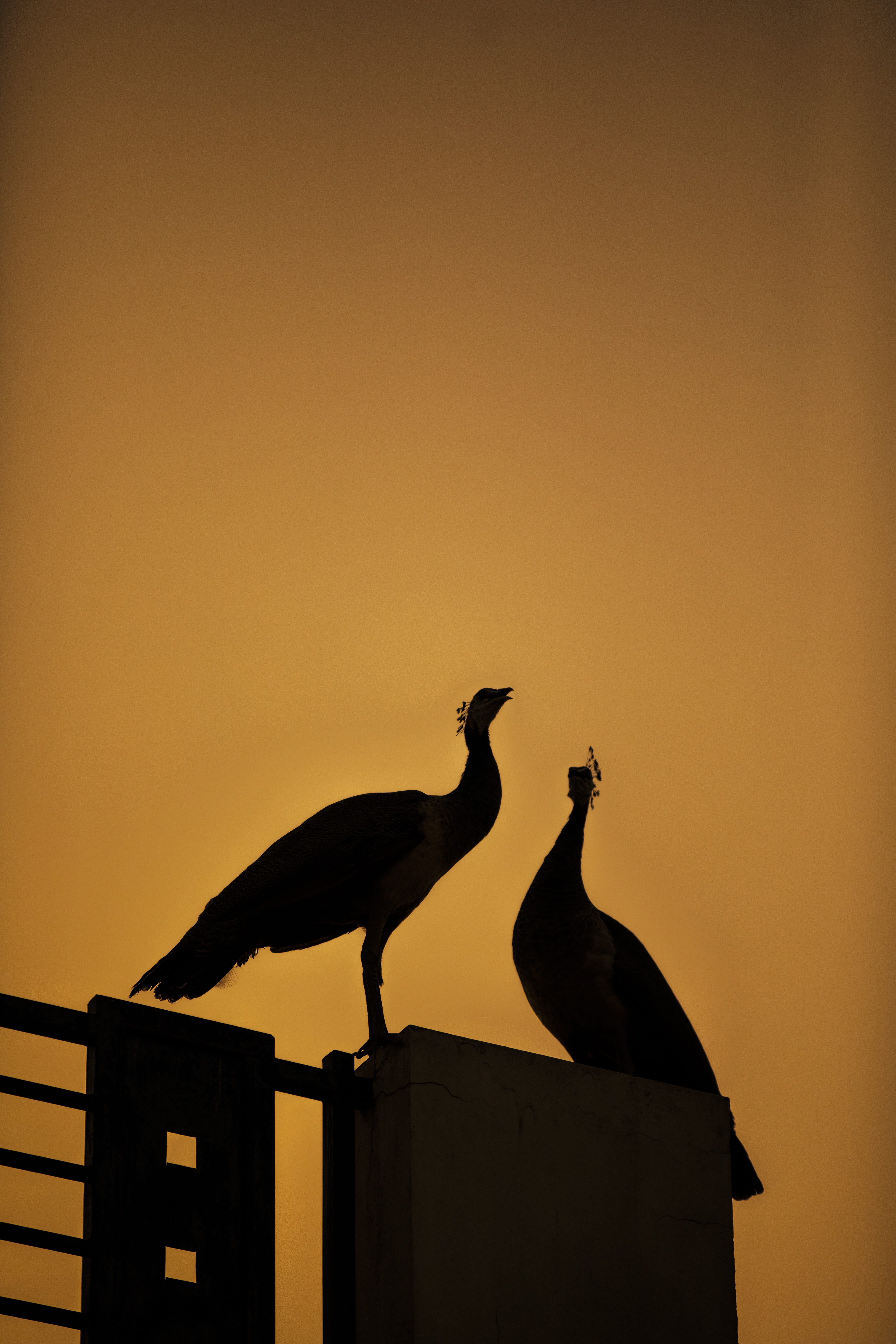 built structure, animal, outdoors, building, two animals, silhouette, 5K, bird, low angle view, group of animals, animals, sky, animal wildlife, no people, Phone HD Wallpaper