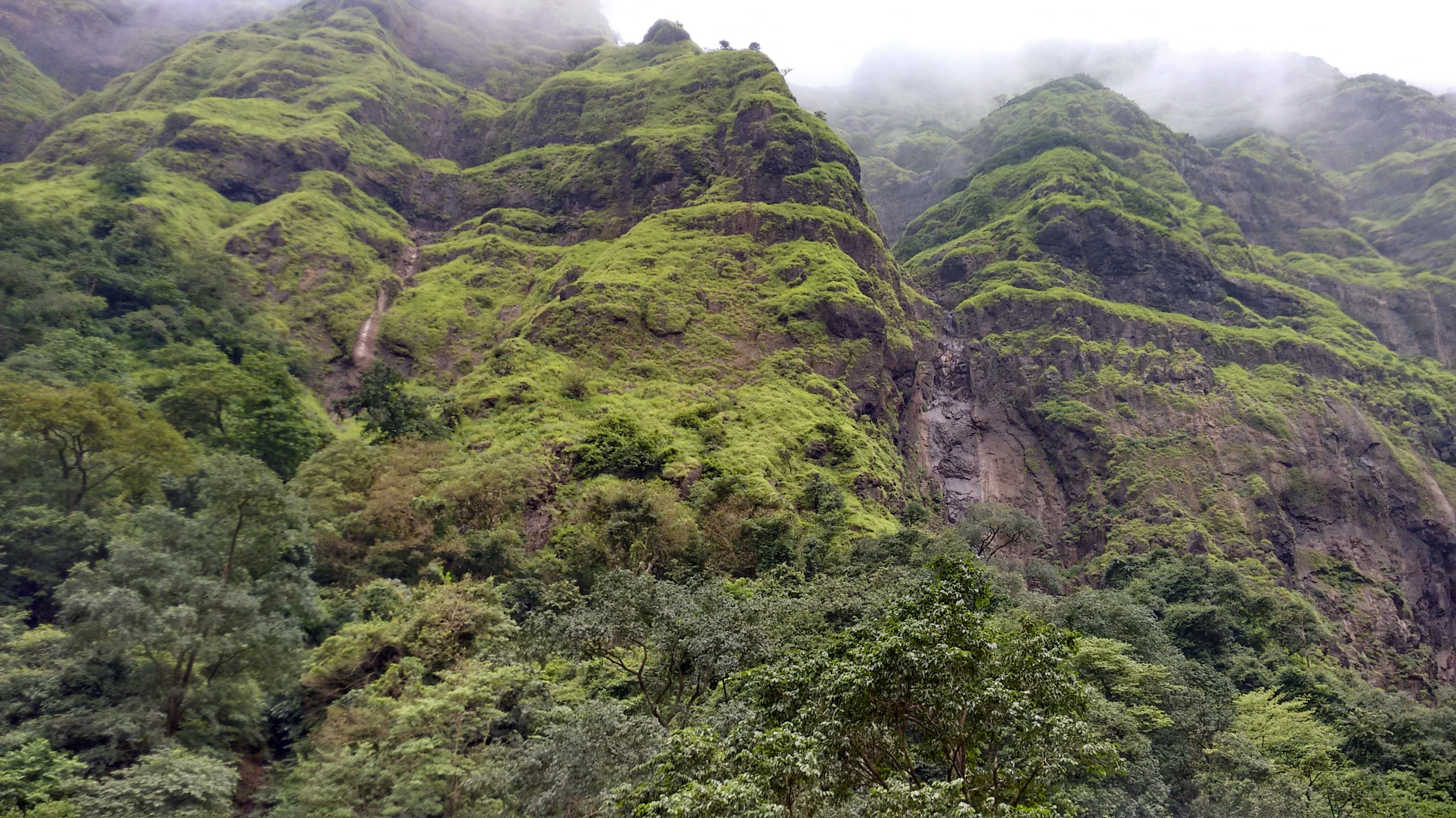 2K, Marleshwar, no people, tranquility, land, landscape, day, rainforest, tranquil scene, plant, beauty in nature, growth, green color, outdoors, foliage, HD Wallpaper