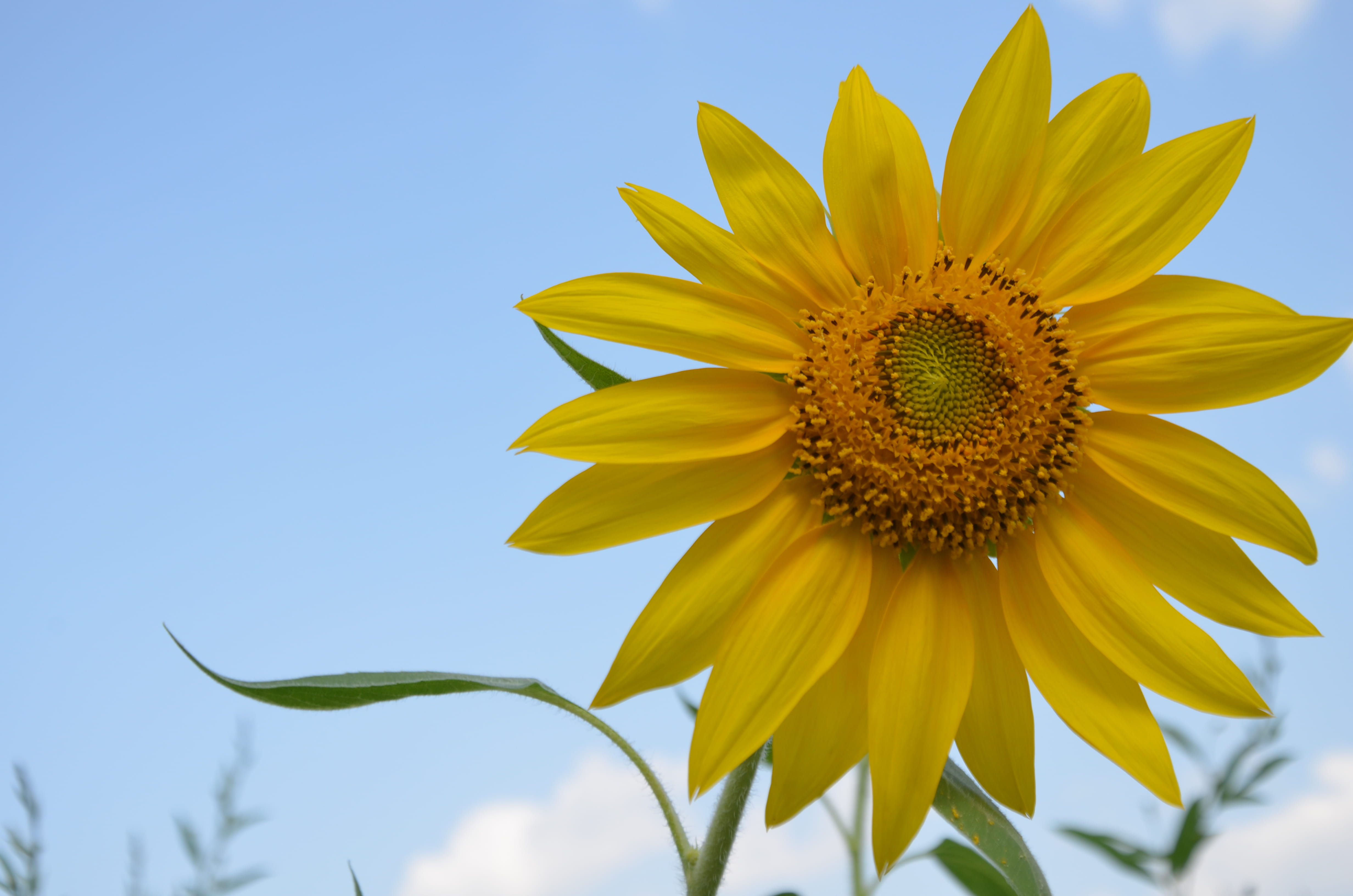nature, petal, low angle view, outdoors, pollen, clear sky, fragility, springtime, close-up, sunflower, soft focus, growth, beauty in nature, flower, yellow, HD Wallpaper