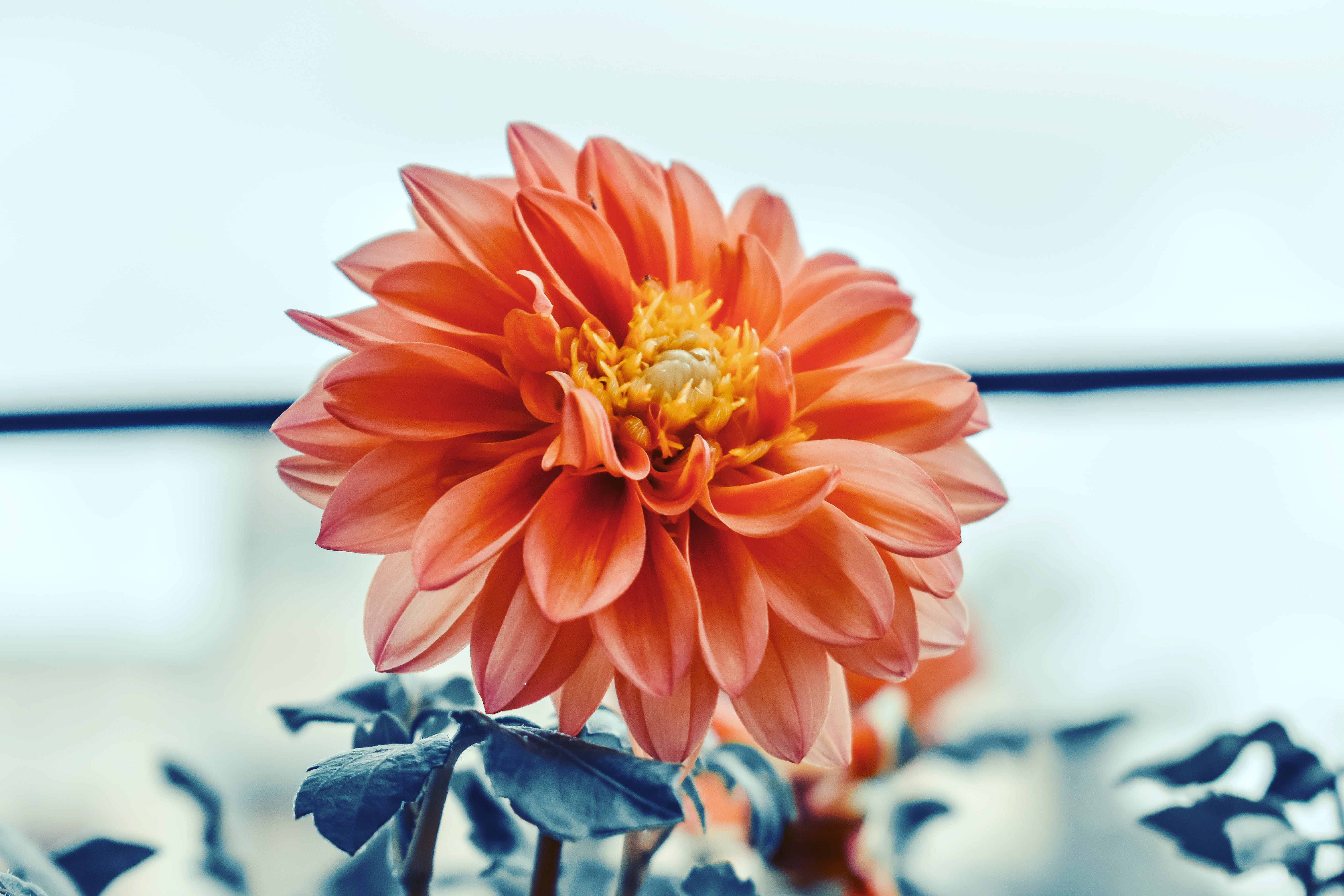 india, nashik, indoors, blossom, focus on foreground, flora, flower bouquet, flowering plant, pink, plant, freshness, daisies, fragility, inflorescence, HD Wallpaper