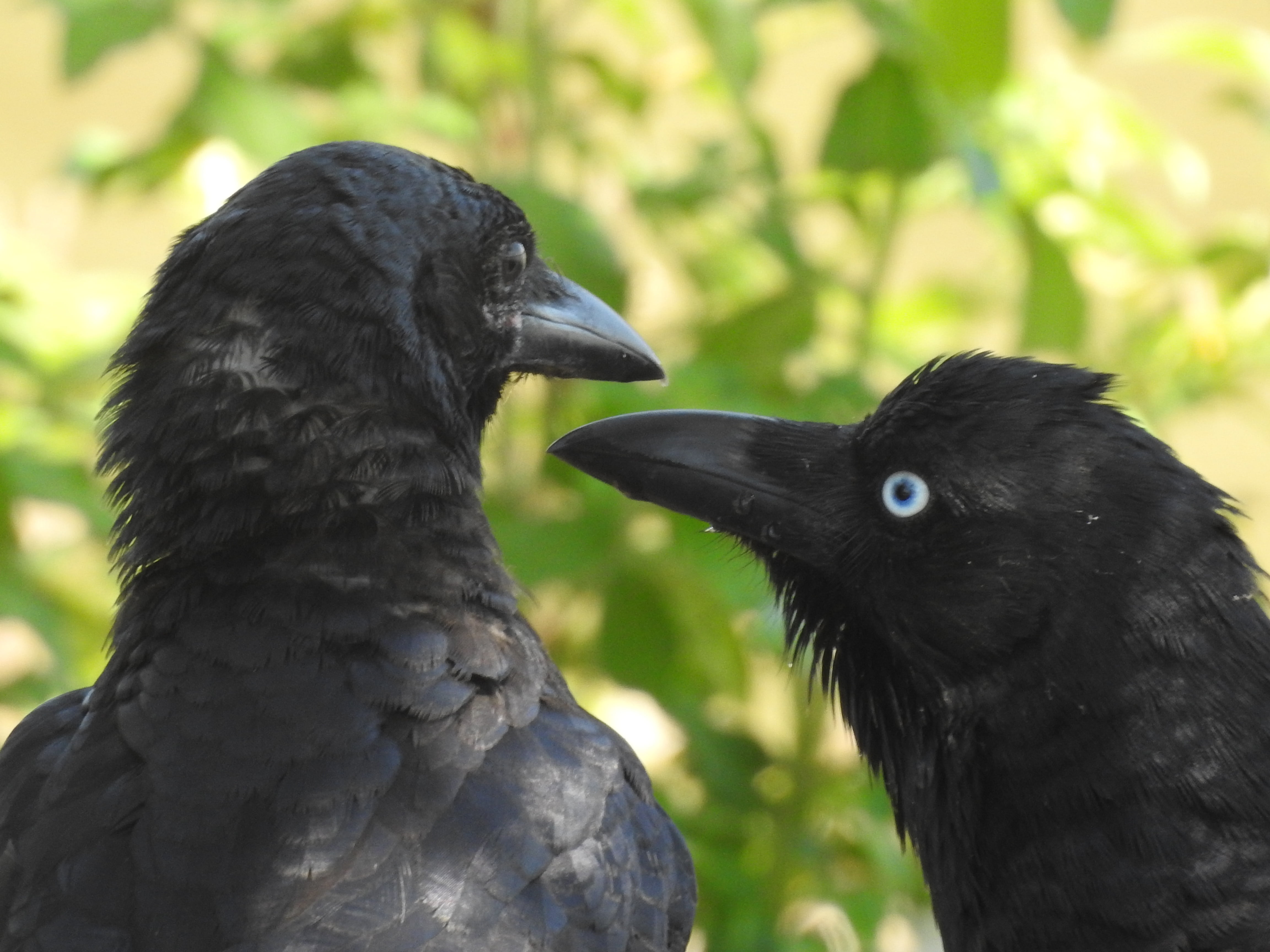 animal family, photography, looking, nikon coolpix p900, intelligent, black, fly, care, beak, animal, togetherness, 4K, animal wildlife, wild, nature, HD Wallpaper