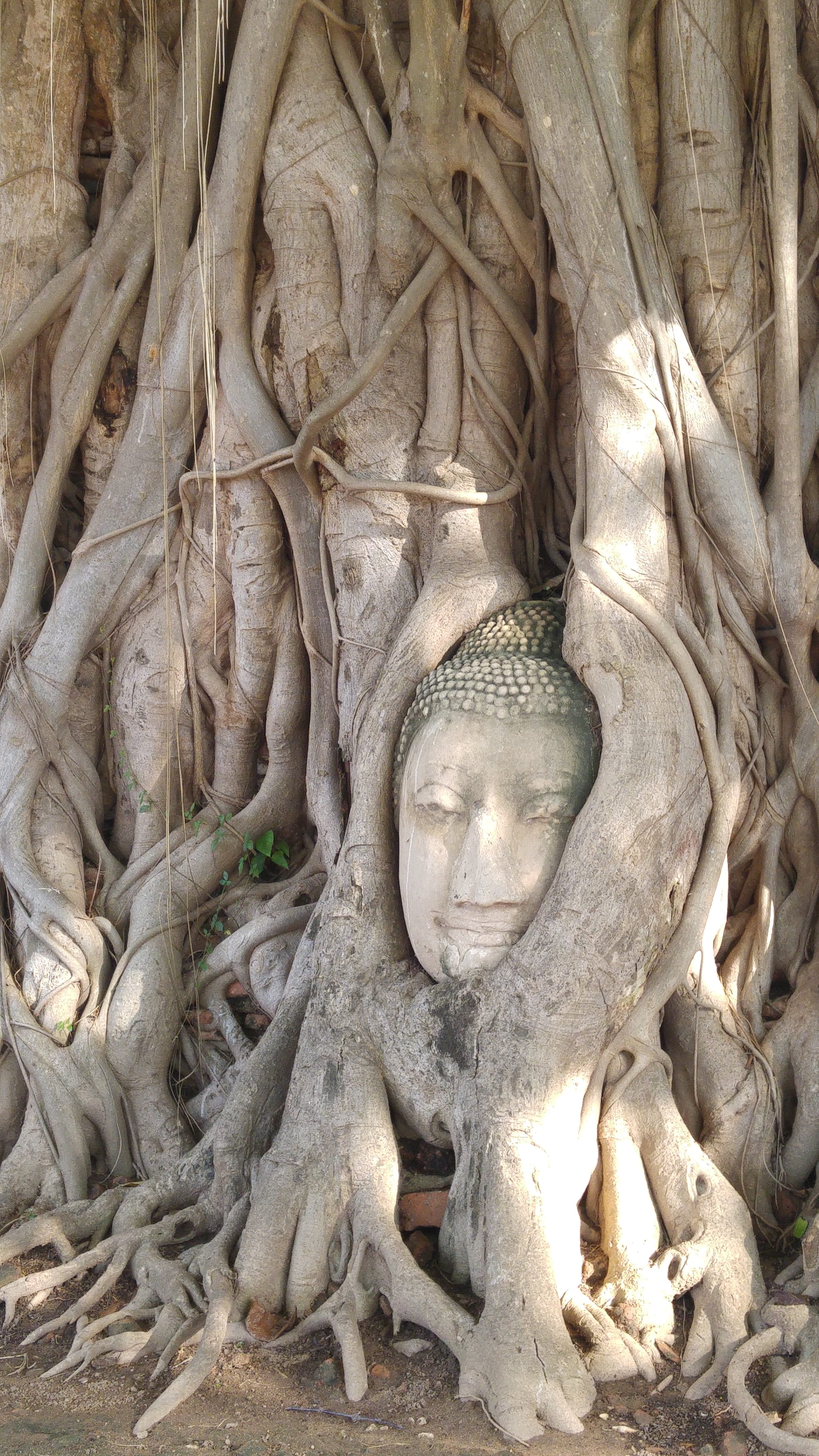 root, place of worship, belief, intertwined, human representation, head, buddha, ancient, creativity, sculpture, outdoors, craft, male likeness, spirituality, Phone HD Wallpaper