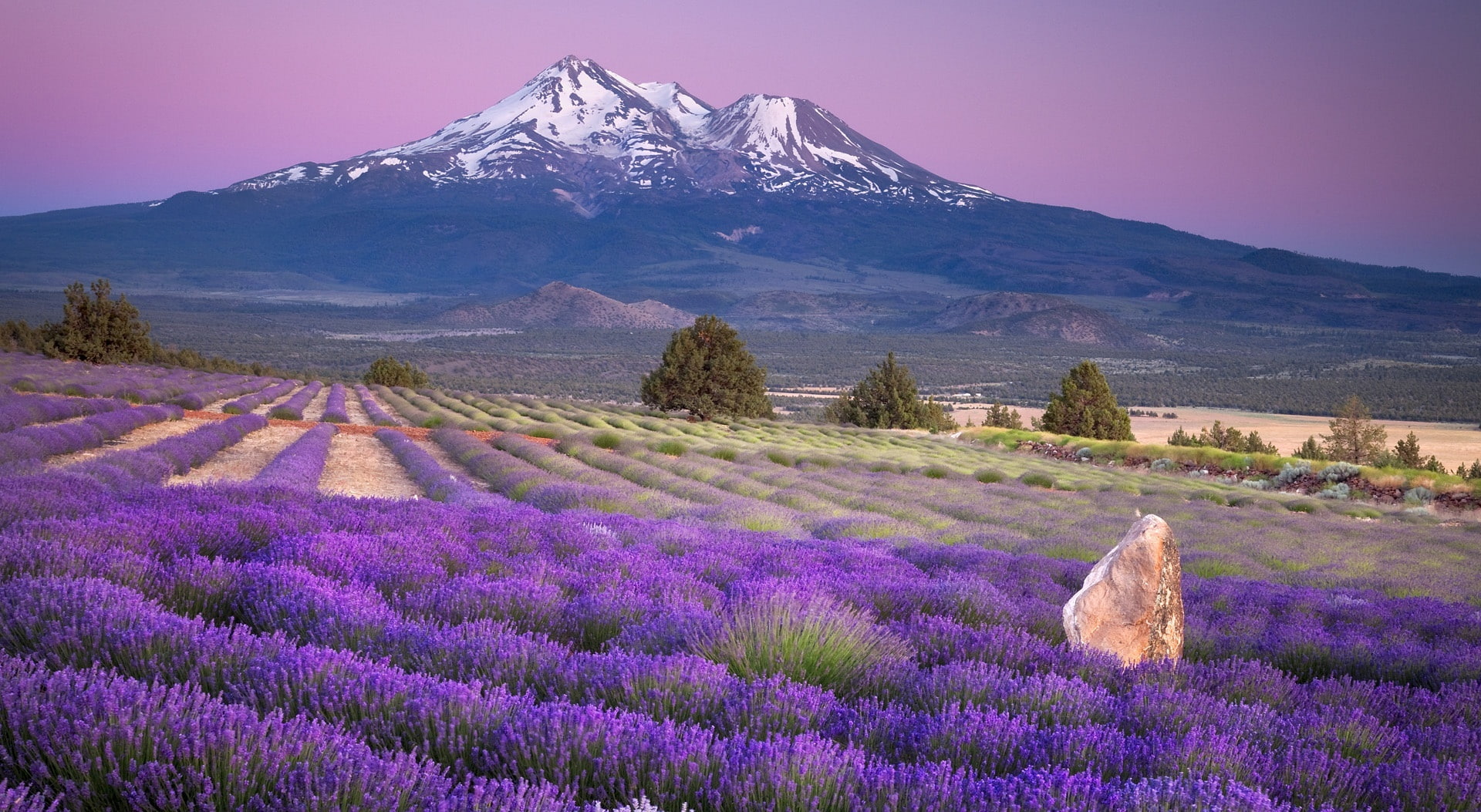 outdoors, Mount, white, plant, flowering plant, tranquility, United States, landscape, land, cold temperature, scenics - nature, lavender, mountain, field, HD Wallpaper