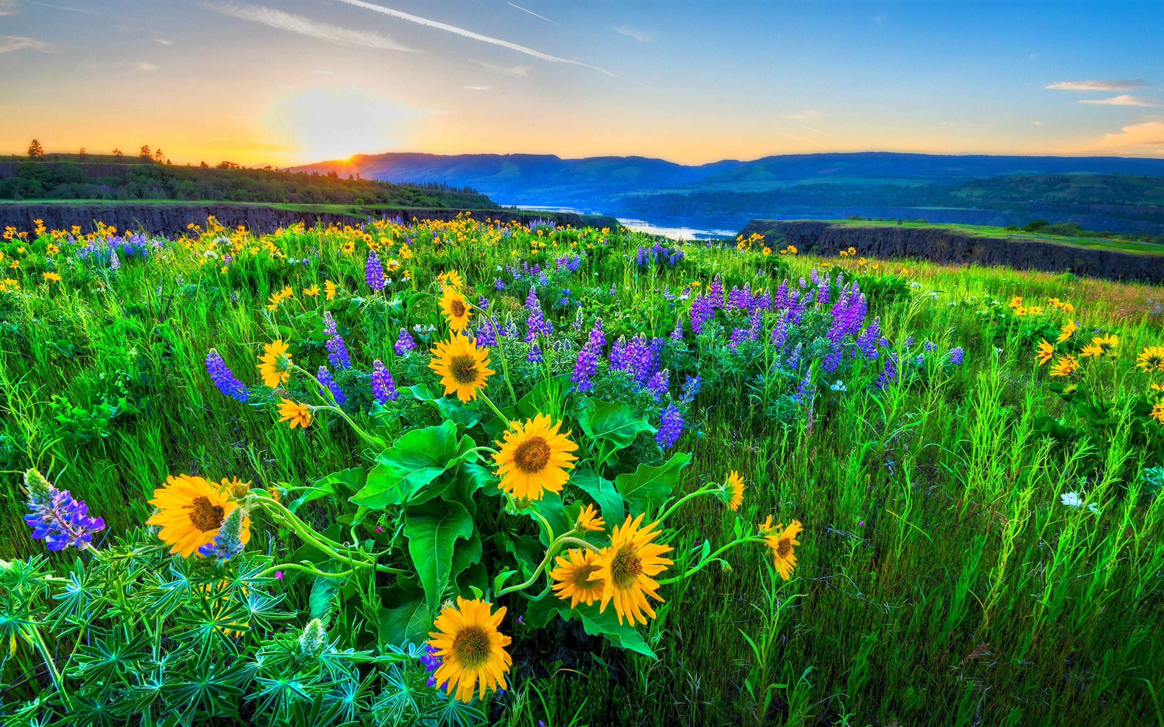 oregon, beauty in nature, flower head, lupins, purple, scenics - nature, blue, sunrise, land, tranquil scene, hd, flowerbed, morning, wild, wheret, park, HD Wallpaper