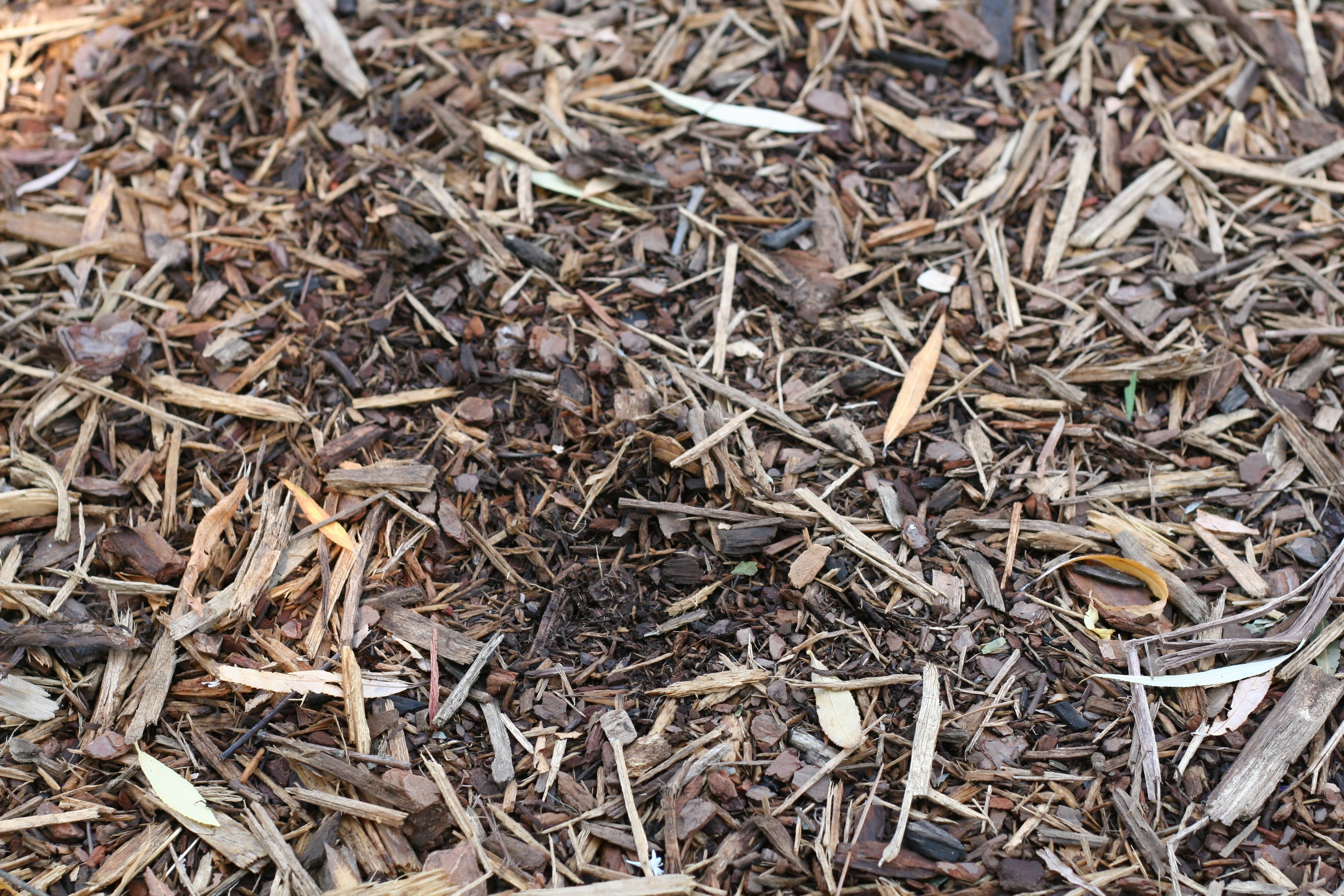 backgrounds, planting, abundance, invertebrate, natural, land, soil, plant, outdoor, tea leaves, dirt, field, full frame, no people, dry, high angle view, HD Wallpaper