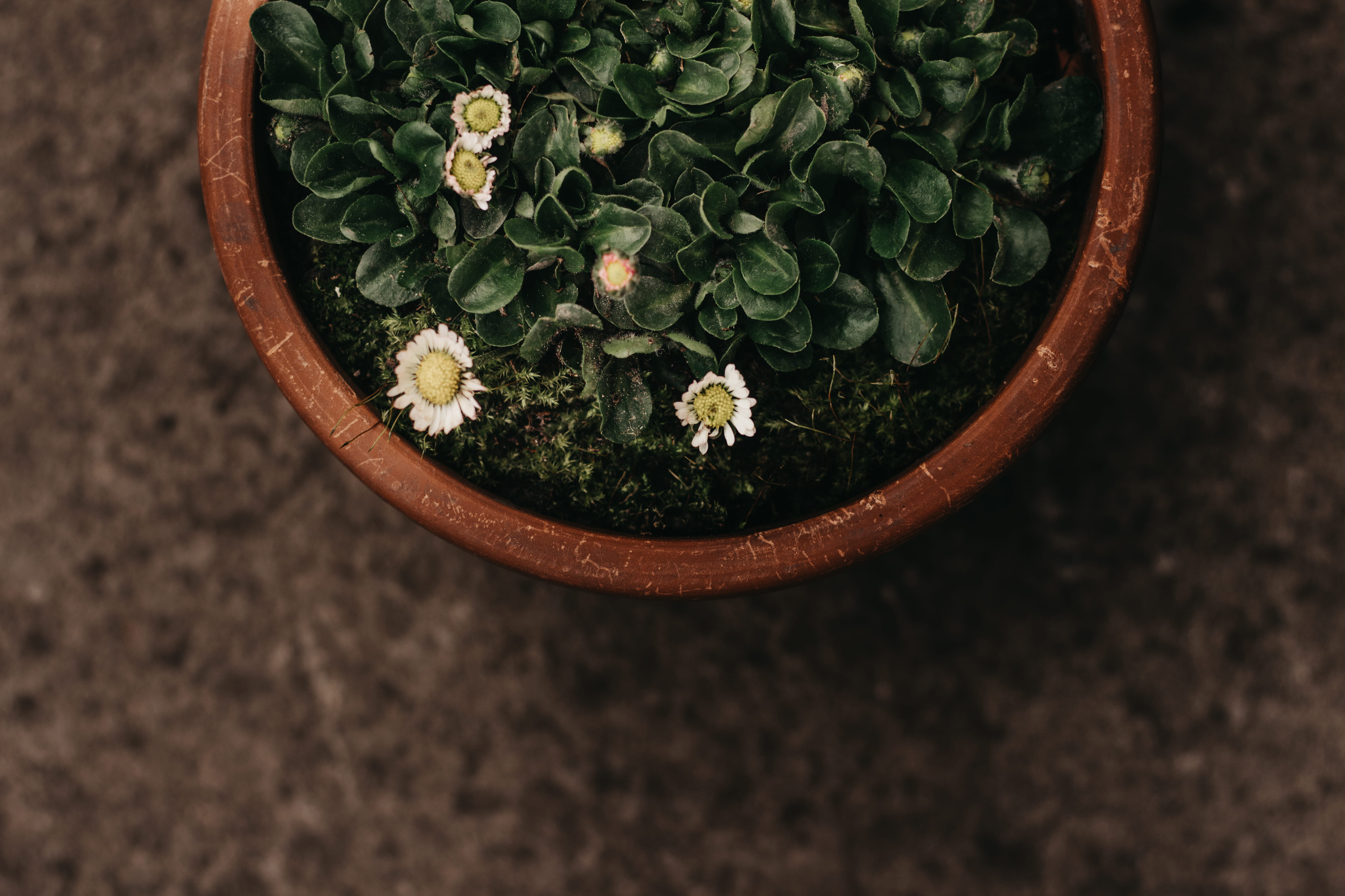 photography, potted plant, high angle view, terracotta, wood - material, daisy, plant, growth, nature, pot, leaf, succulent plant, flowers, white, top, HD Wallpaper
