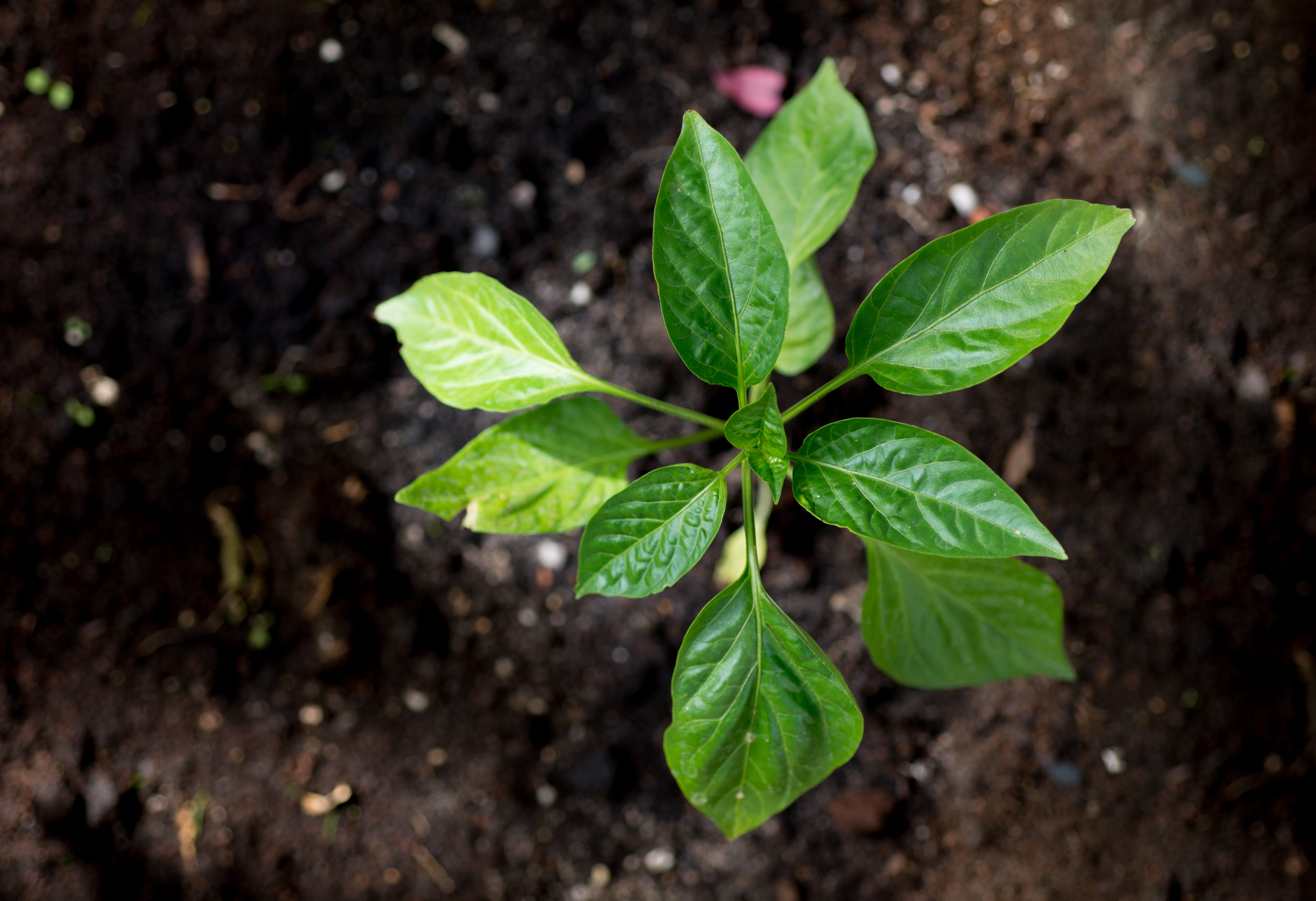 soil, spring, young, gardening, 4K, food and drink, growing, Plant, plant part, food, green, leaf, dirt, herb, leafed, environmental, high angle view, HD Wallpaper