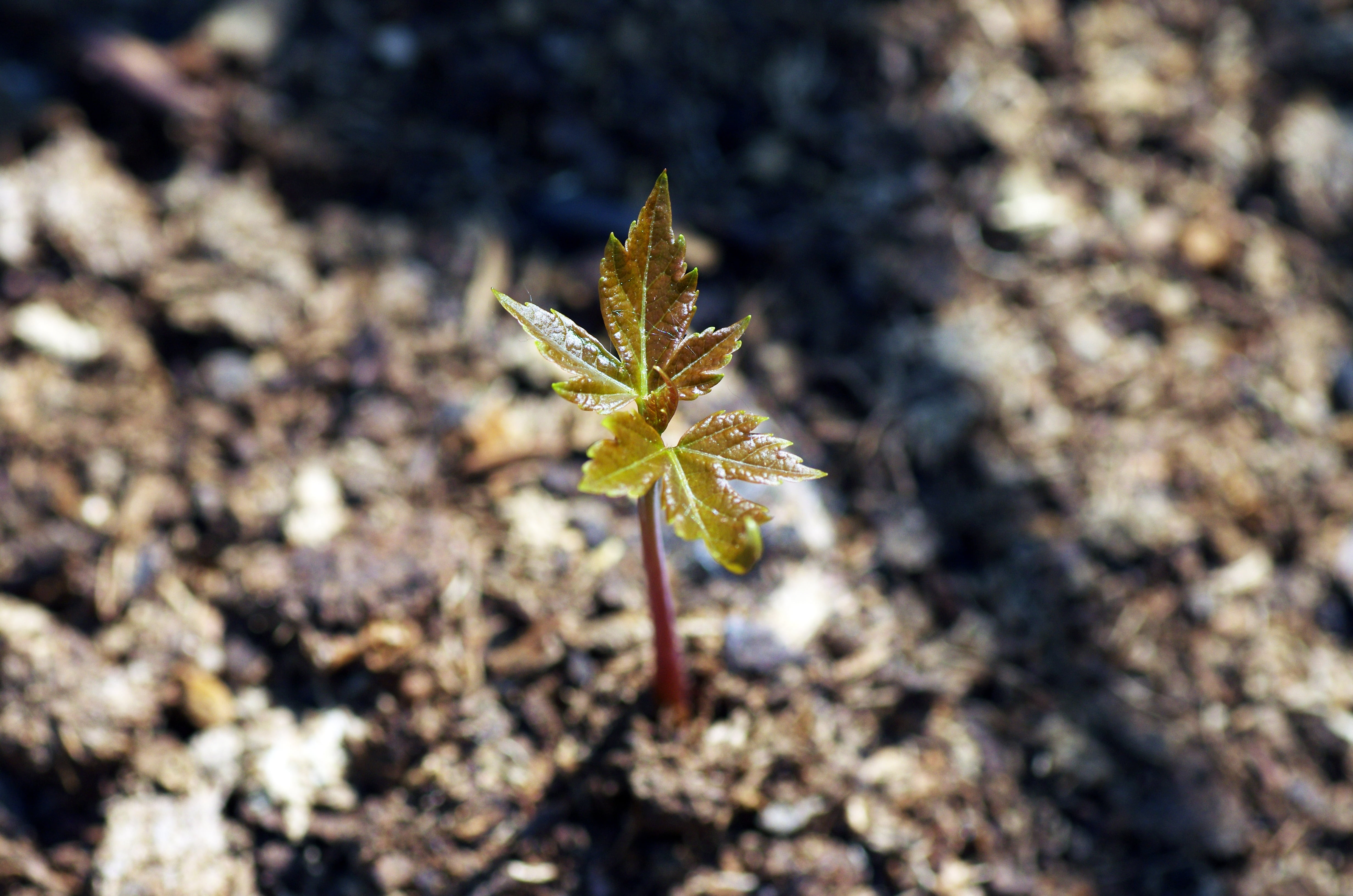 no people, focus on foreground, fragility, day, photo, spring, nature, shallow, high angle view, green, leaf, plant part, new, natural, beauty in nature, HD Wallpaper