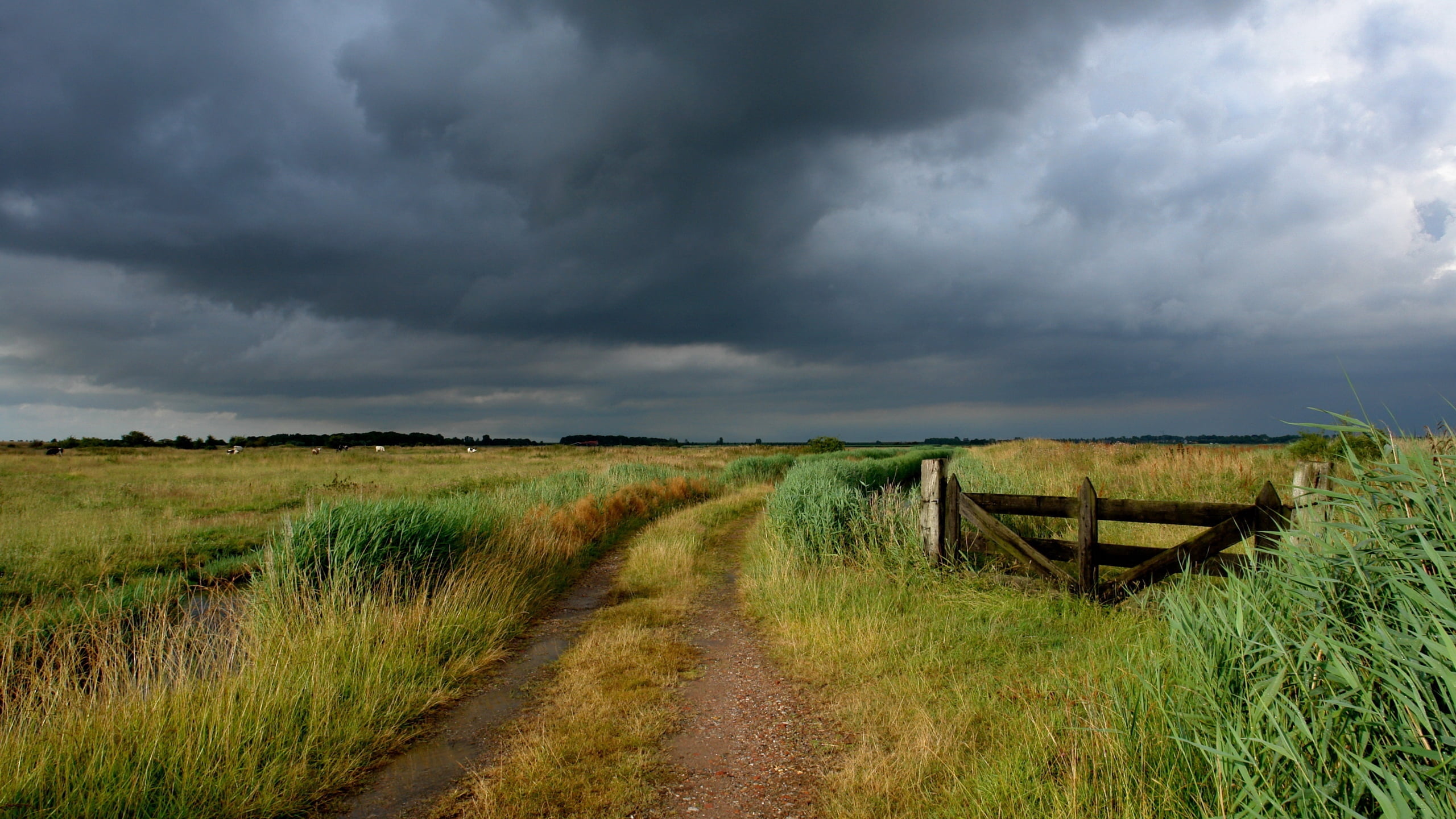 the way forward, road, agriculture, rural Scene, dramatic Sky, beauty In Nature, pasture, nature, farm, color Image, country, land, outdoors, green Color, HD Wallpaper