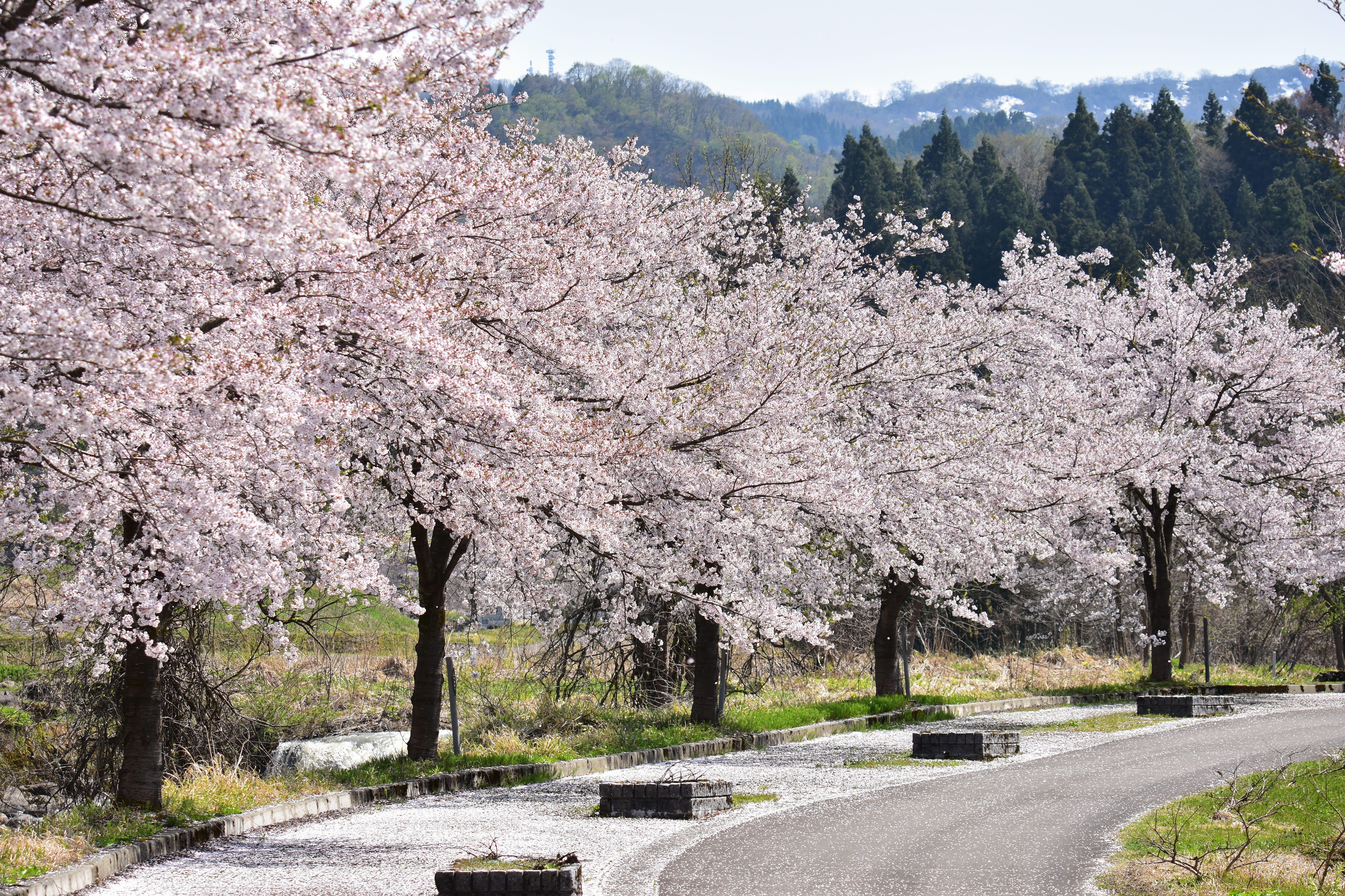 the way forward, japan, plant, outdoors, diminishing perspective, seasonal, day, freshness, cherry tree, spring, row of cherry blossom trees, no people, HD Wallpaper