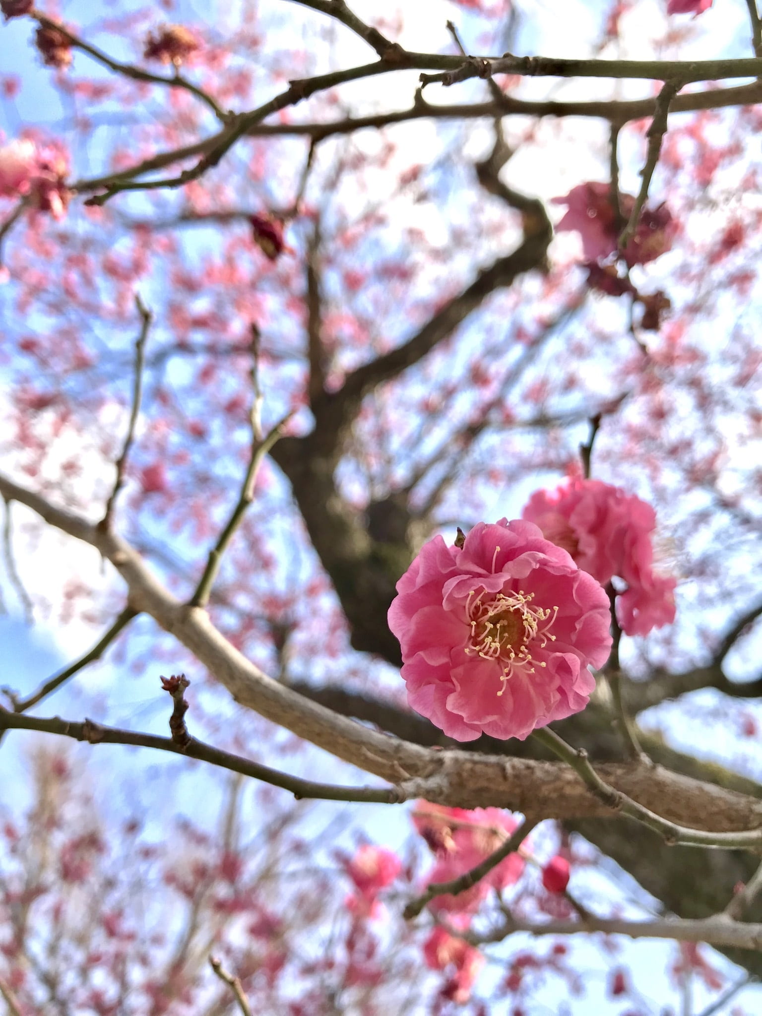 springtime, flower, blue sky, flowering plant, cherry, nature, vulnerability, seasonal, plum blossom, pollen, blossom, cute, pink color, japanese style, Phone HD Wallpaper