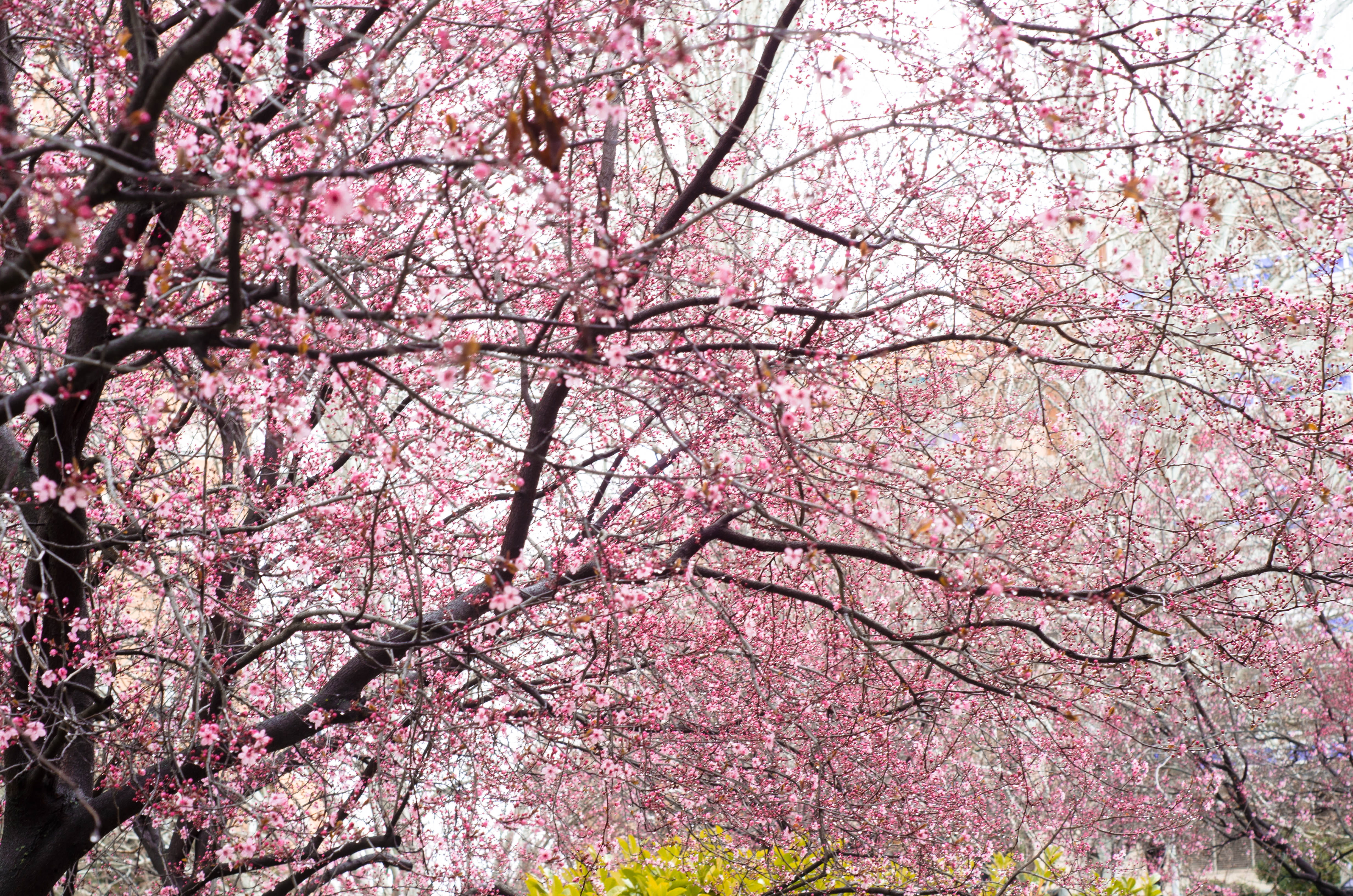building, hanami, branch, cherry blossom, spain, plant, freshness, vulnerability, outdoors, low angle view, day, pink, no people, beauty in nature, springtime, HD Wallpaper