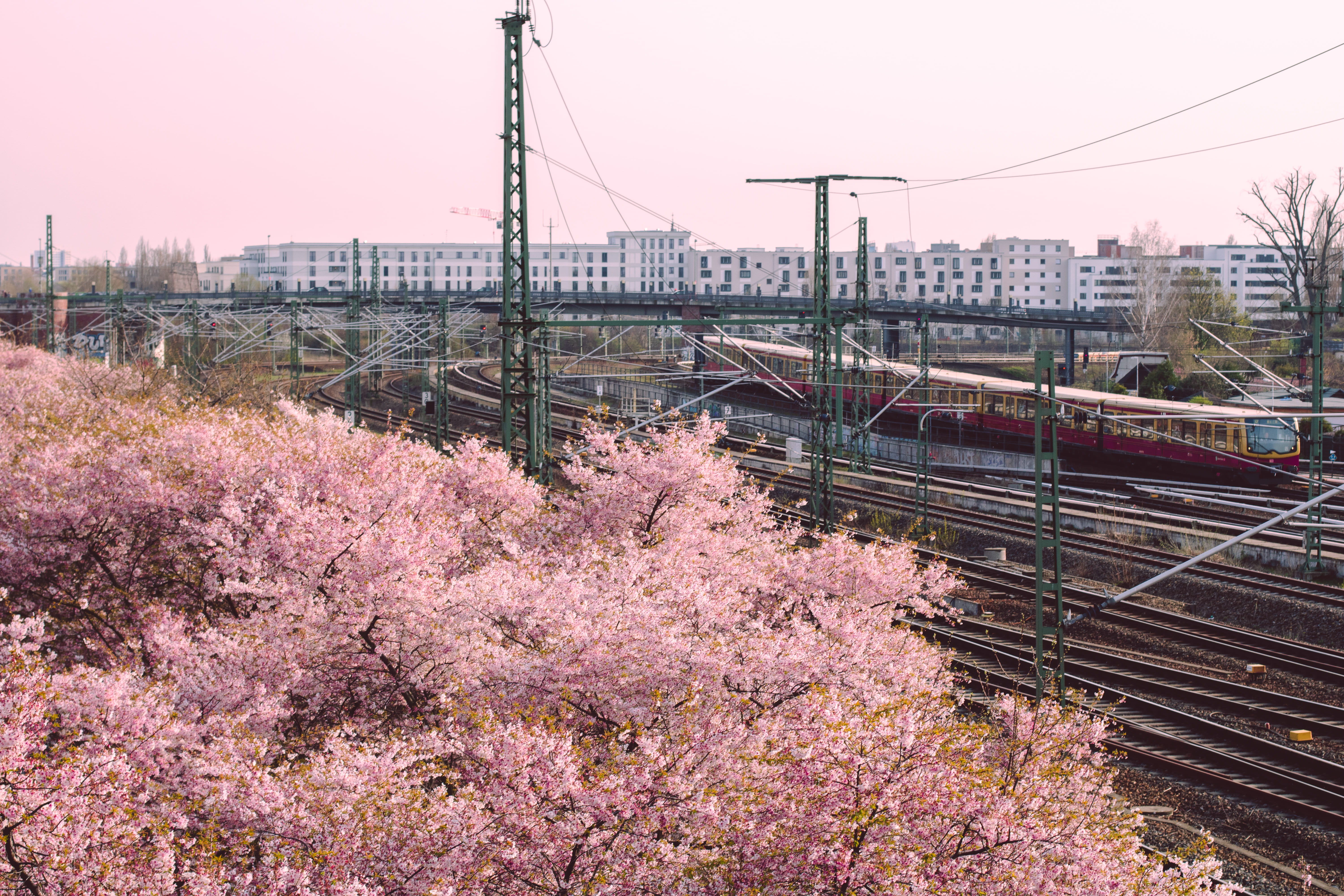 pink color, vehicle, 5K, city, japanese, springtime, cherry, train track, electricity, urban, tram, spring, outdoors, bridge, rail transportation, nature, HD Wallpaper