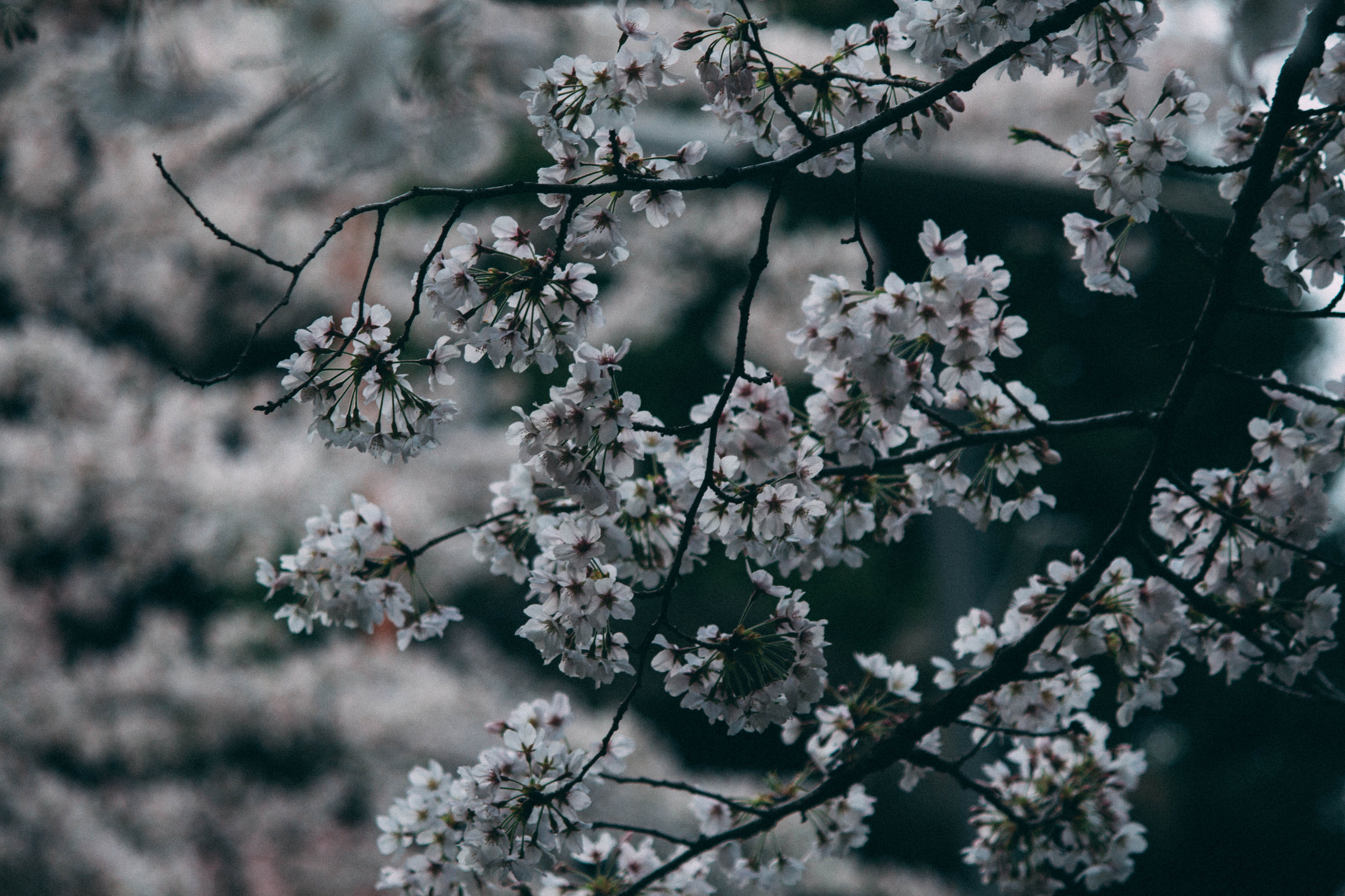 white color, no people, blossom, 5K, day, spring, outdoors, cherry blossoms, botany, freshness, nature, close-up, branch, vulnerability, cherry tree, fragility, HD Wallpaper