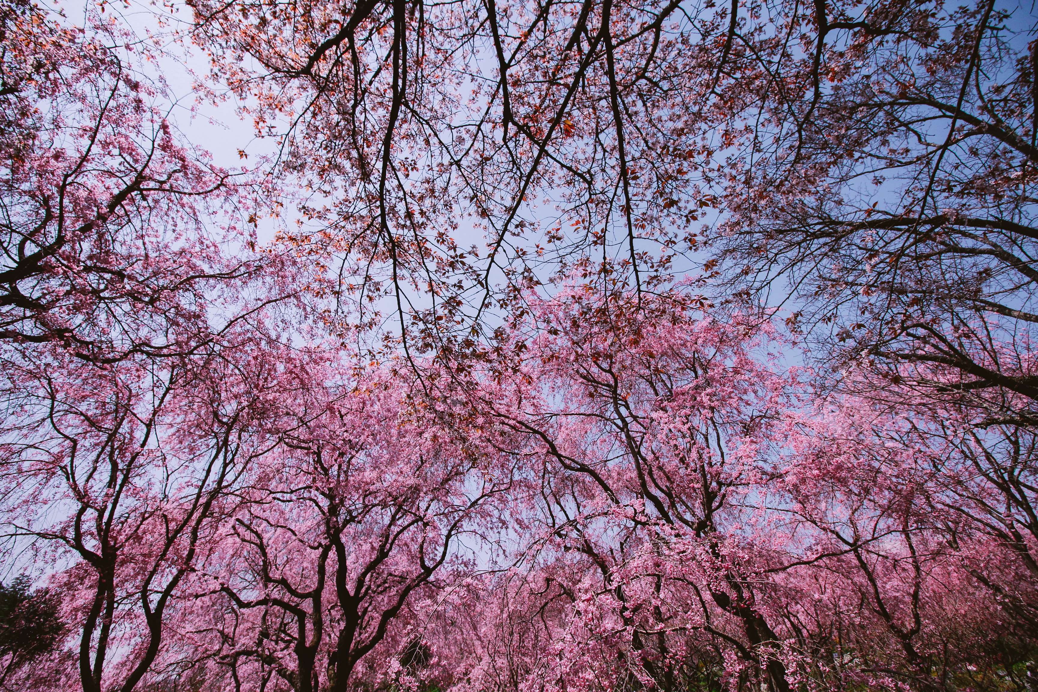 plant, full frame, tree, nature photography, cherry tree, tree canopy, pink, flowering plant, hanami, no people, nature, scenics - nature, japanese culture, HD Wallpaper