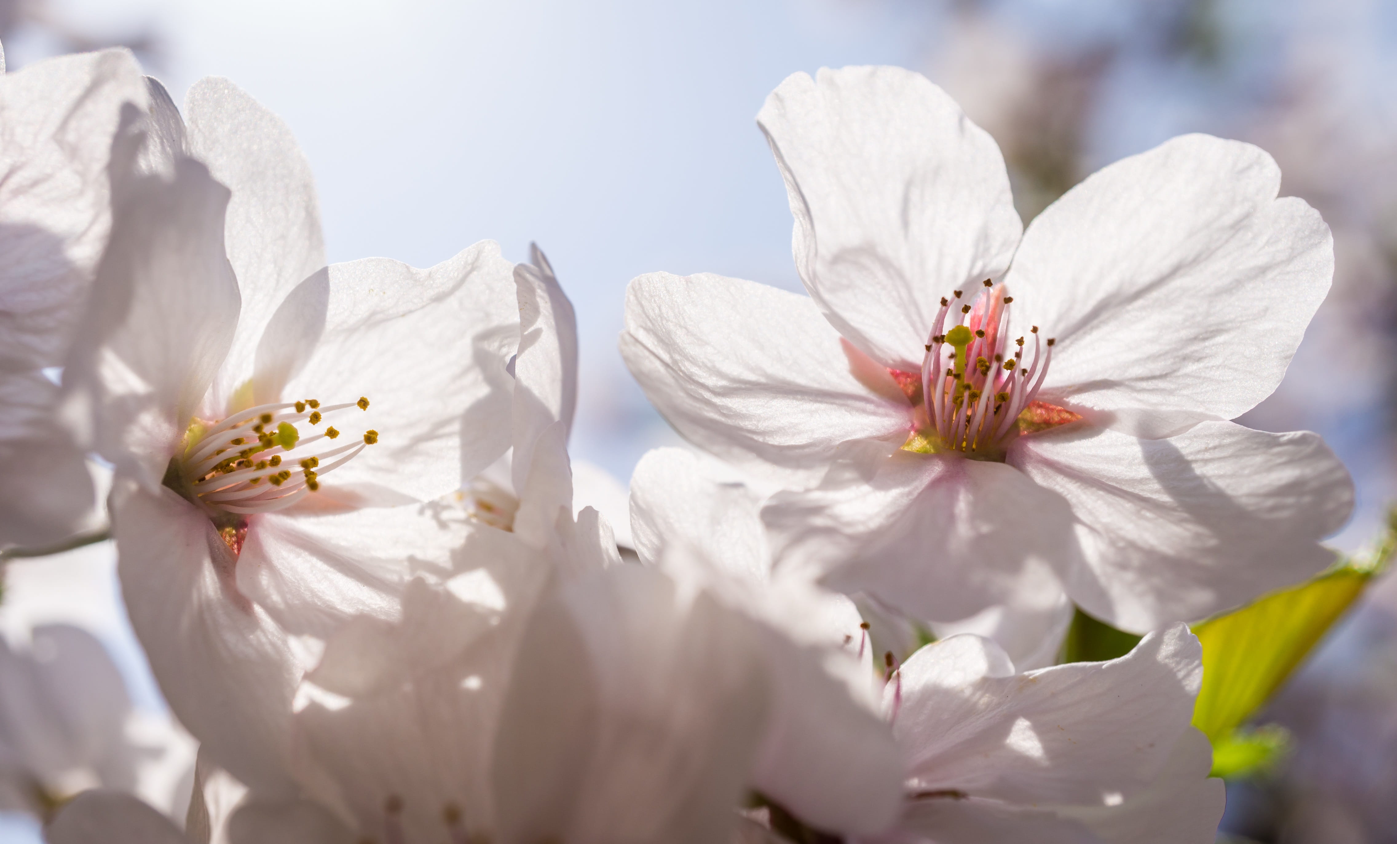 white color, stamen, beauty in nature, beautiful, springtime, nature, leaf, bright, fragility, botany, flower head, cherry blossom, flowers, garden, plants, HD Wallpaper