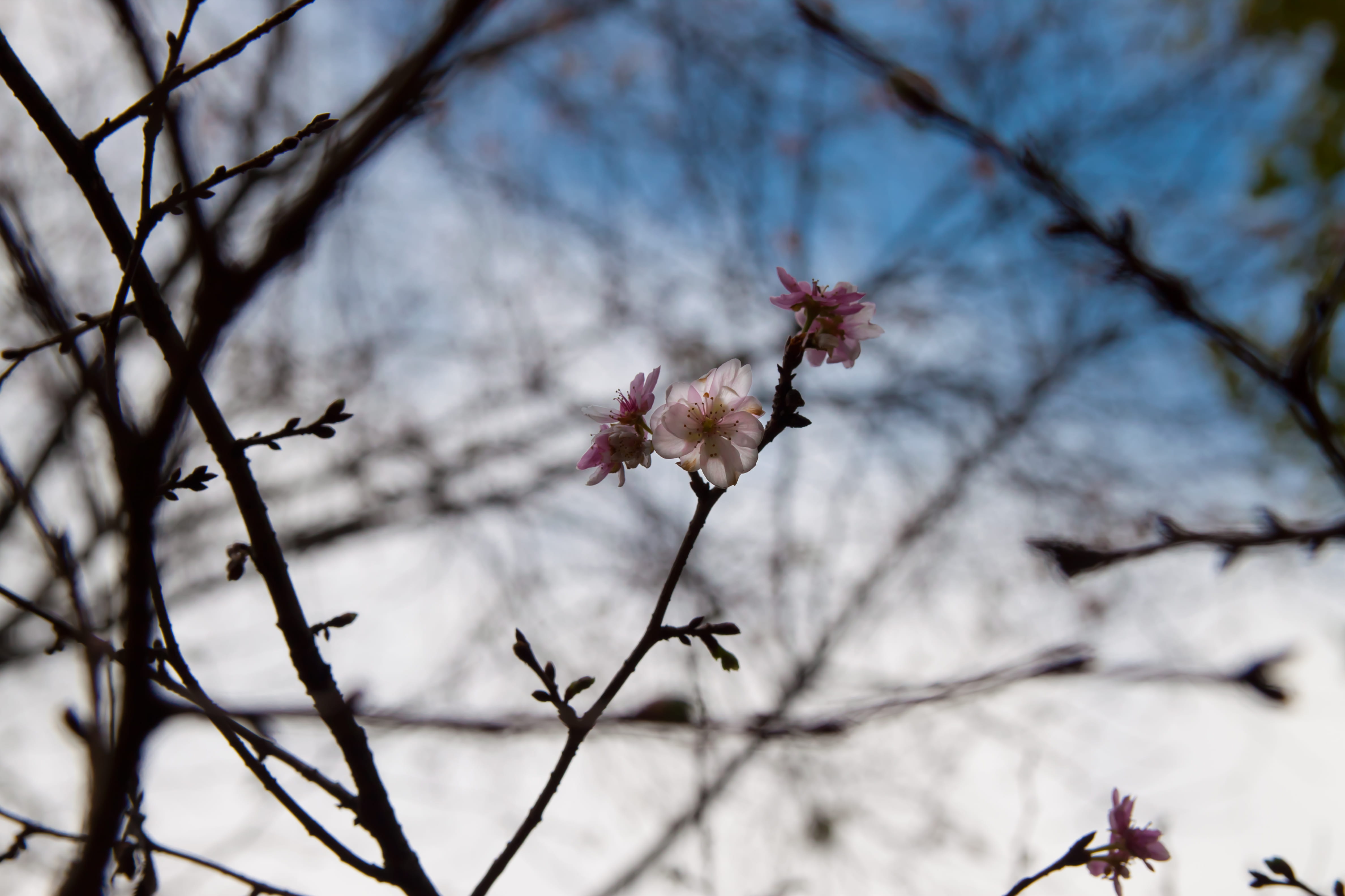 branch, bud, petal, growth, invertebrate, low angle view, insect, tokyo, sprout, blossom, outdoors, vulnerability, geranium, day, focus on foreground, cherry tree, HD Wallpaper