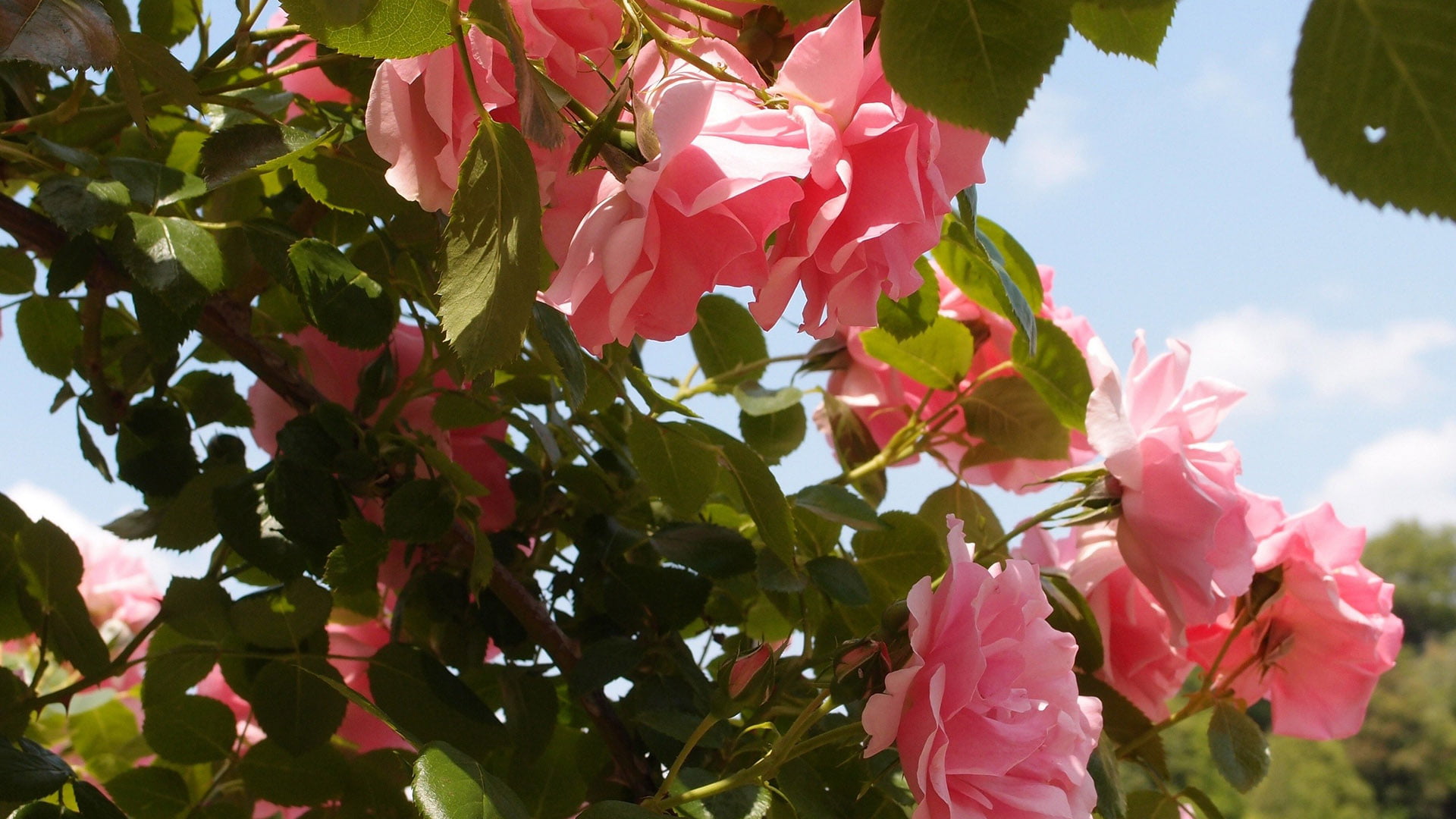 botanical, botany, 1080P, no people, leaves, flower head, roses, summer, pink, spa, flora, plant, petals, tree, garden, flowers, bloom, valentine, season, HD Wallpaper