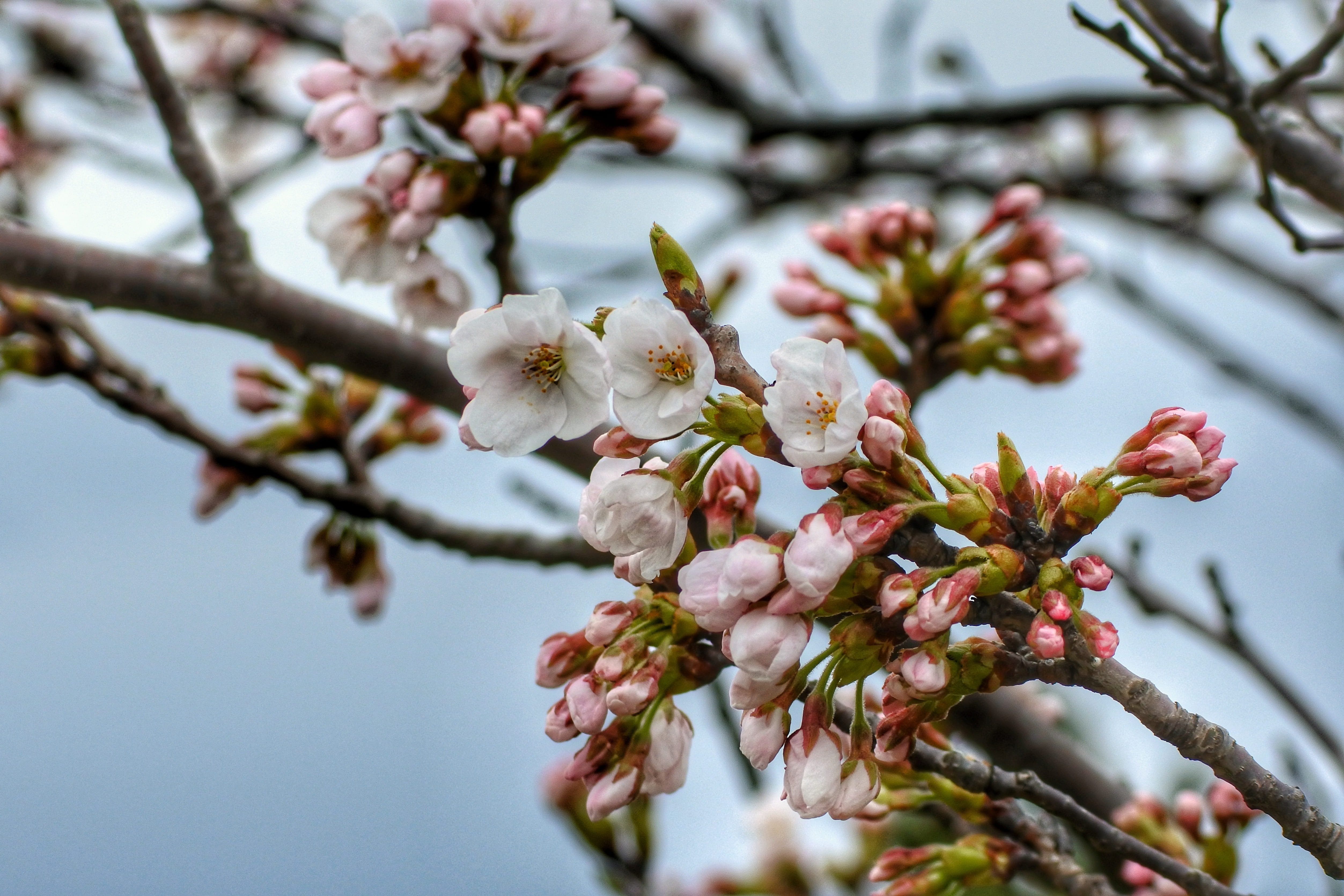 freshness, cherry tree, flower, twig, vulnerability, no people, pollen, fragility, seasonal, outdoors, hanami, growth, inflorescence, springtime, branch, HD Wallpaper