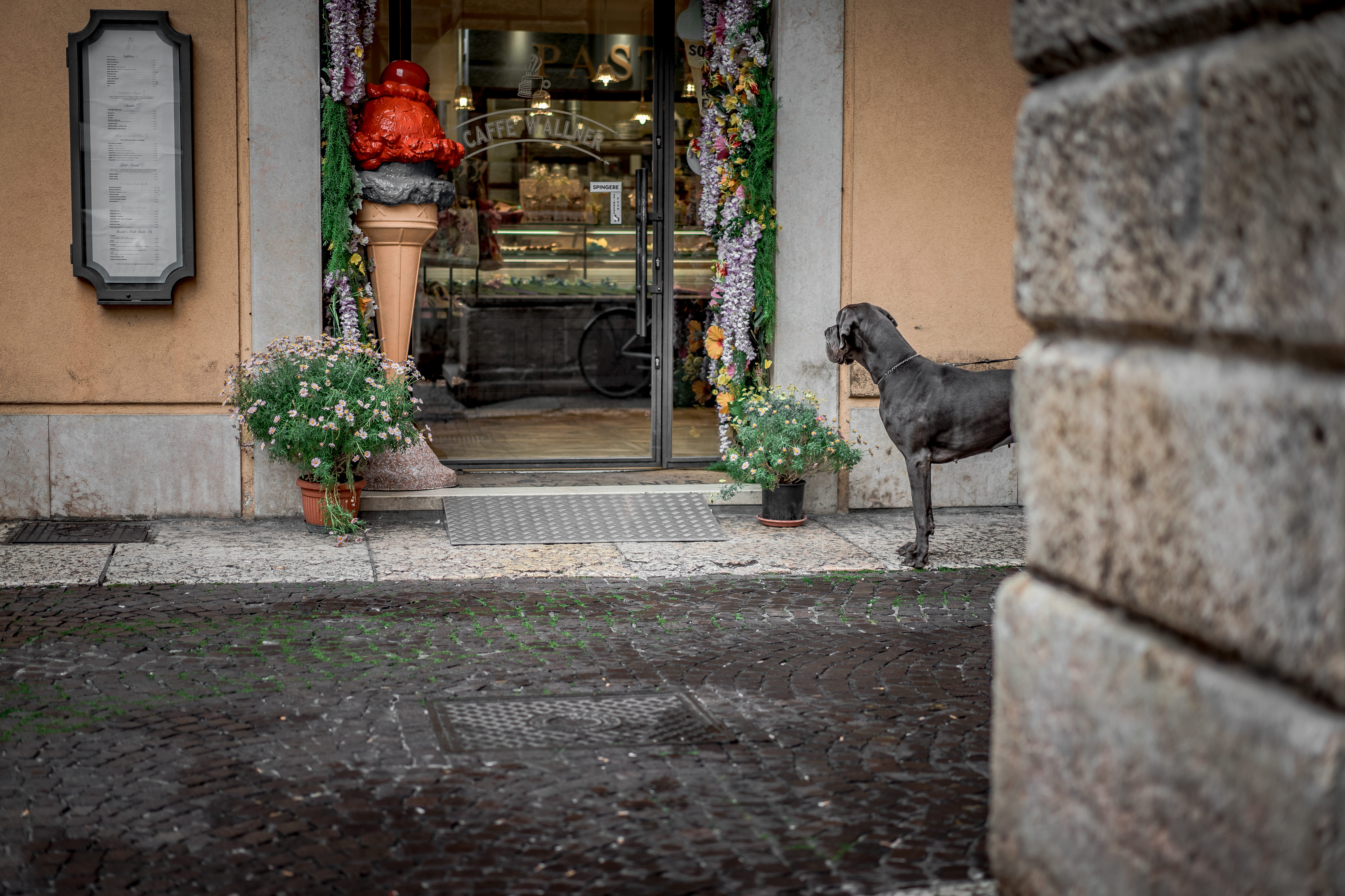 architecture, built structure, italy, vase, pottery, jar, house, across, animal, cream, animal themes, person, 5K, gray, door, plaque, canine, urban, stree, HD Wallpaper