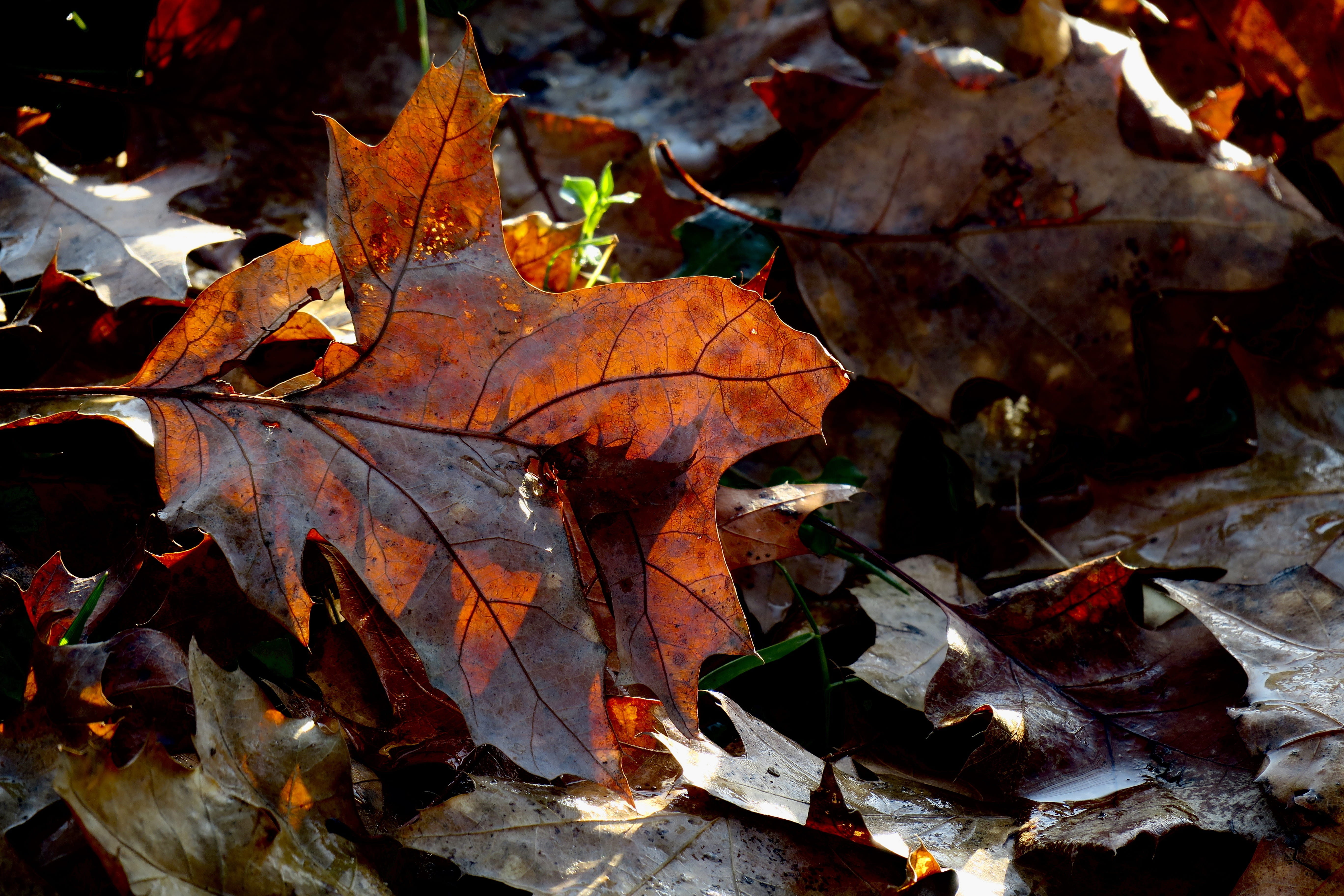 color, natural condition, autumn, fall, high angle view, field, dry, tree, strees, trees, beauty in nature, season, atmospheric, leaf vein, colorful, fragility, HD Wallpaper