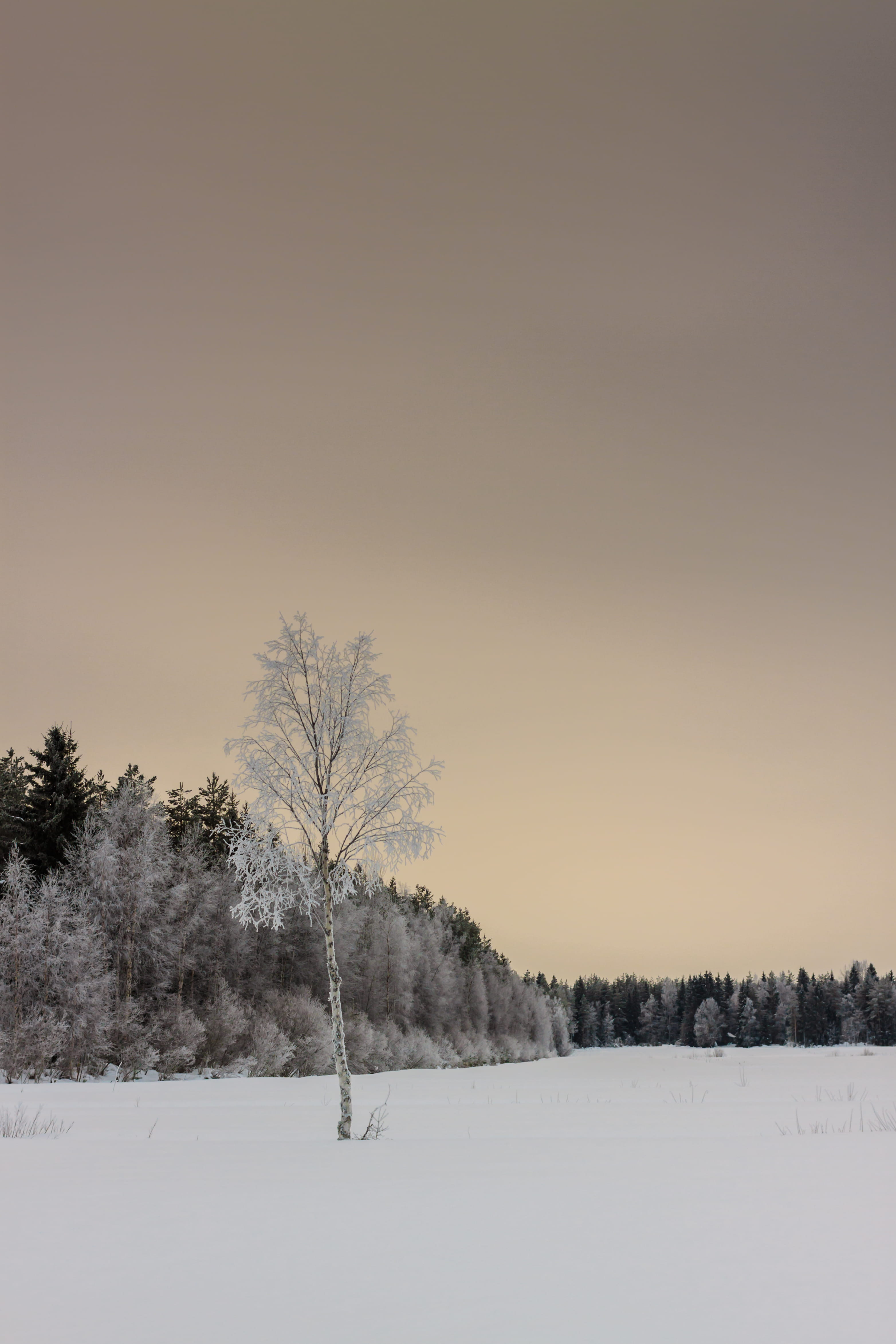 outdoors, covering, tranquil scene, tranquility, coldness, environment, tree, bare tree, nature, winter, winter time, birch, white tree, land, isolated, Phone HD Wallpaper