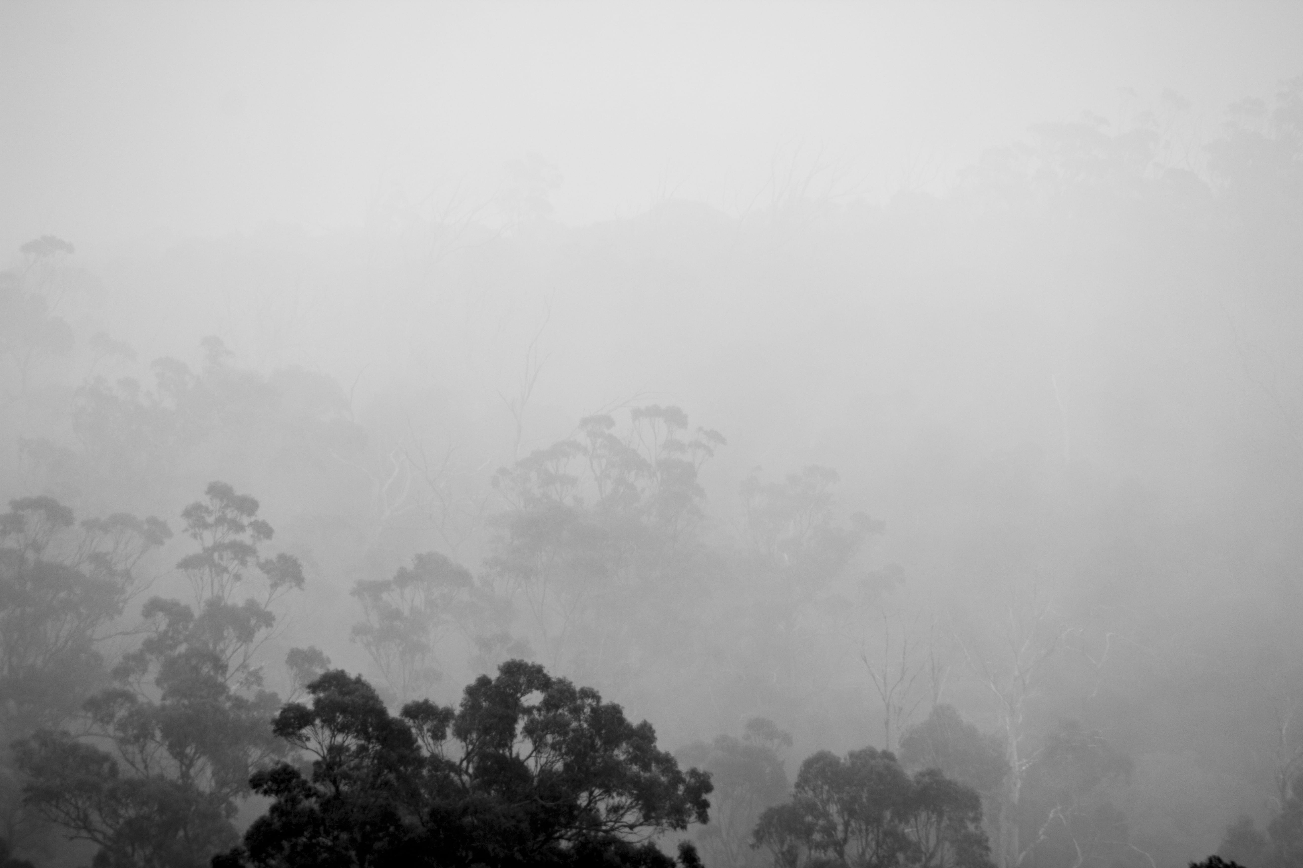 nature, black and white, no people, plant, tranquil scene, lush foliage, scenics - nature, woodland, outdoors, rainforest, environment, tranquility, tree, HD Wallpaper