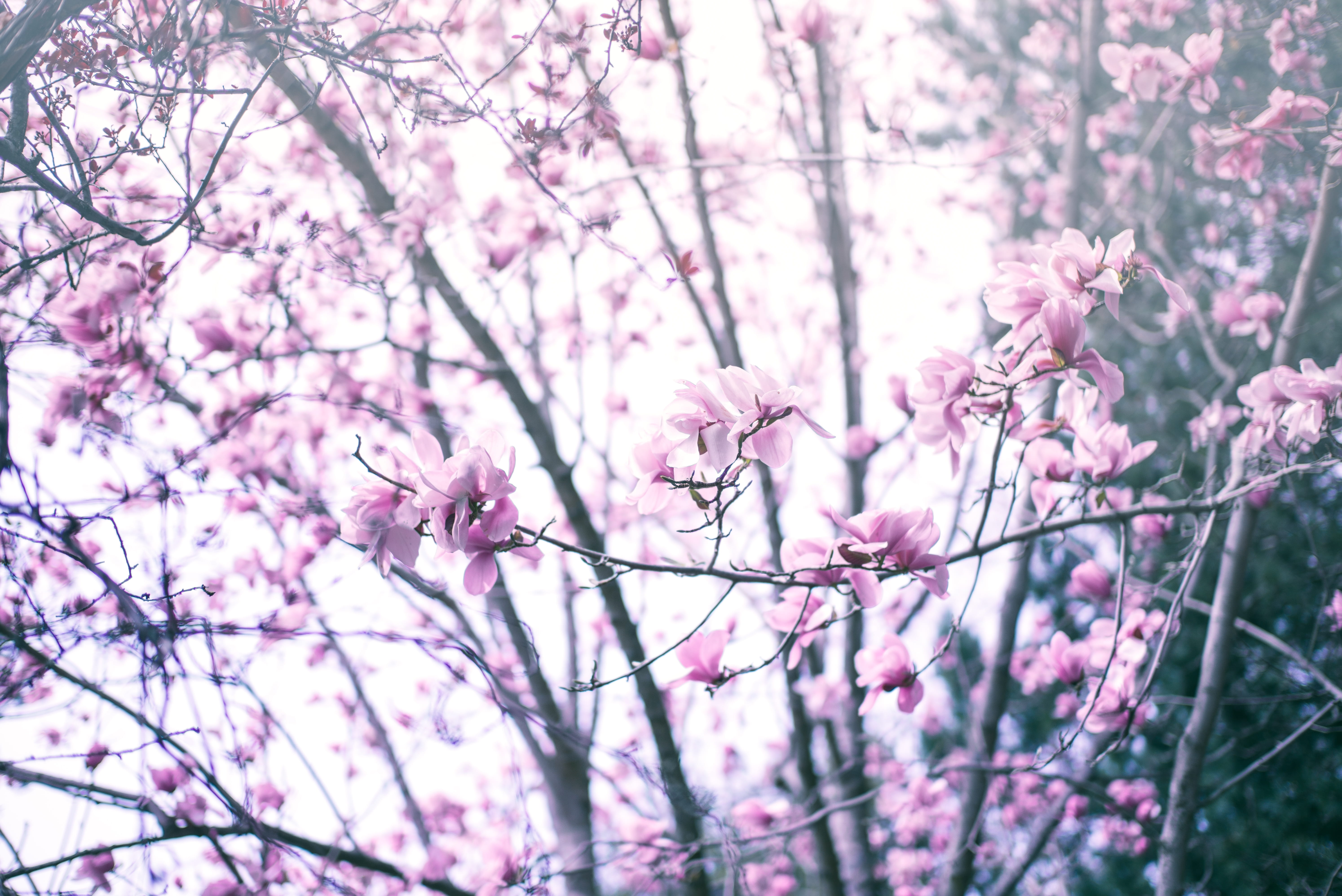 freshness, day, cherry tree, plant, petaled, violet, pink, spring, bloom, flowering plant, branches, vibrant, beauty in nature, outdoors, branch, cherry blossom, HD Wallpaper