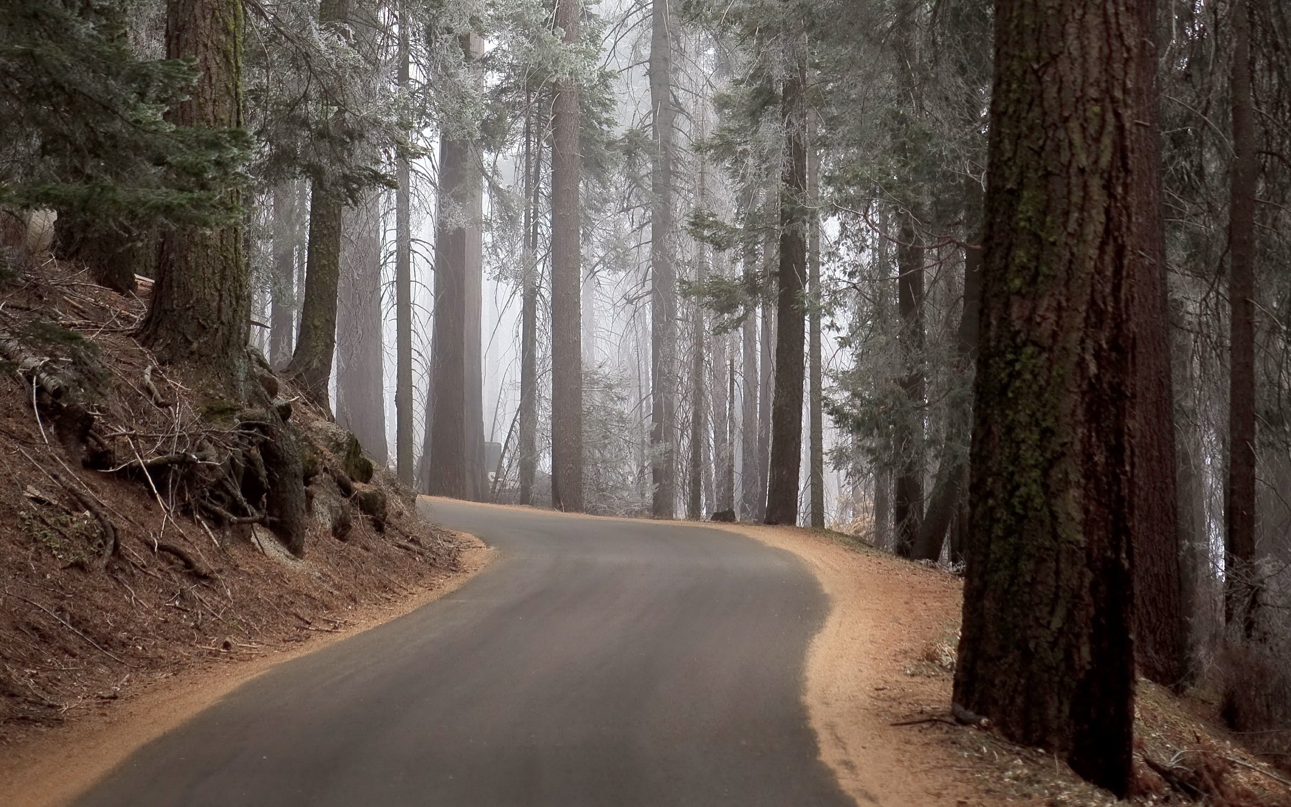day, fog, road, tranquil Scene, growth, wood, travel, trees, nature, land, country Road, trunk, beauty In Nature, scenics, 2K, footpath, tree trunk, no People, HD Wallpaper