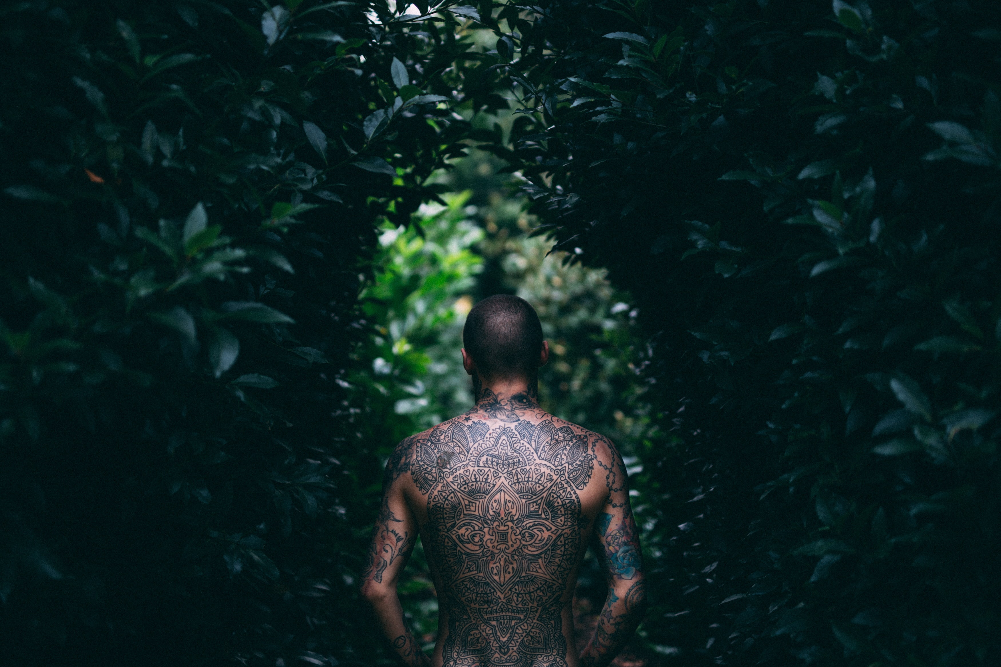 one person, rear view, back view, outdoors, bald, forest, standing, black hair, green, day, headshot, nature, daytime, real people, model, tree, leaves, HD Wallpaper