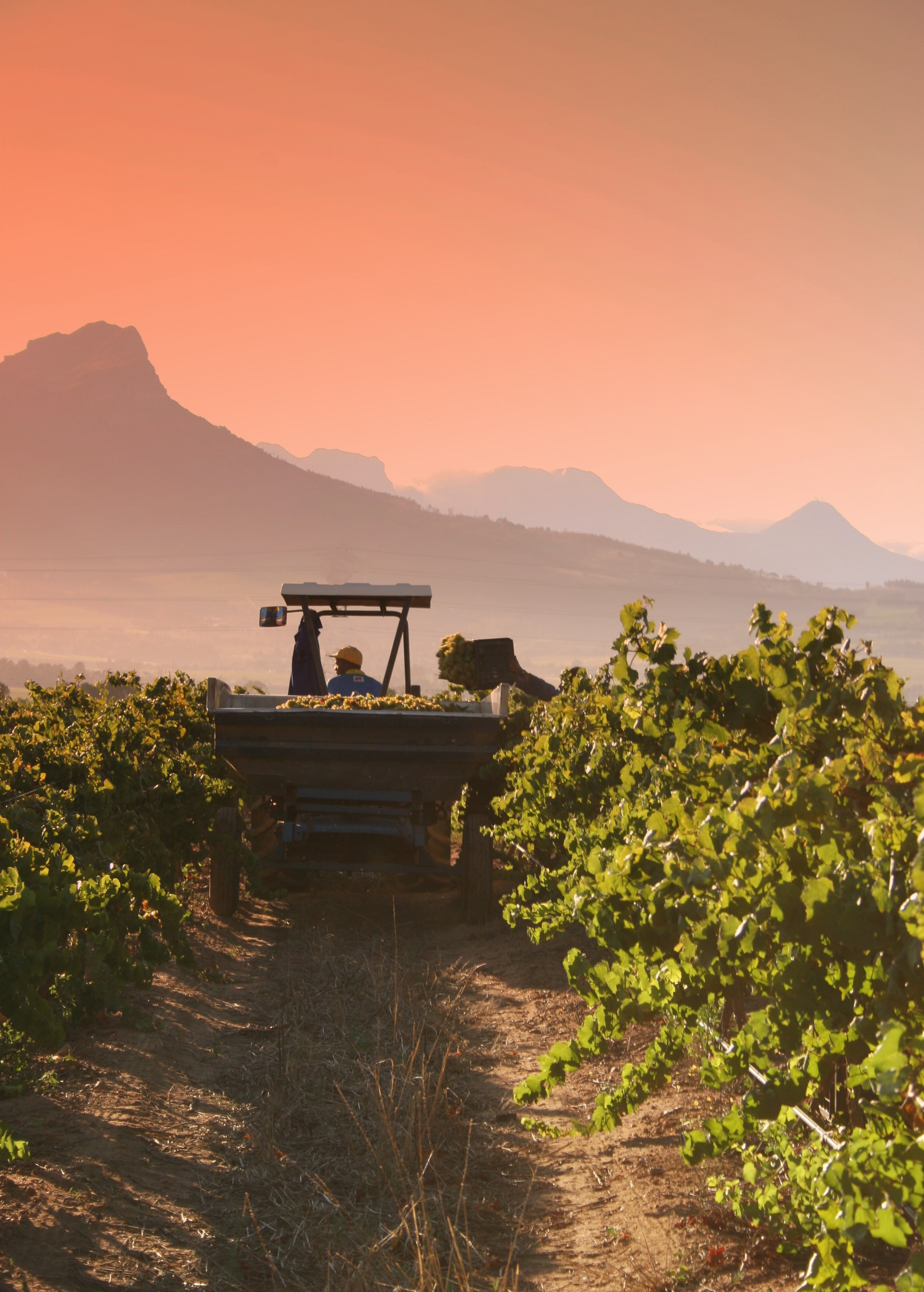 machinery, ripe, harvesting, tranquility, agriculture, winery, sky, harvest, wine, beauty in nature, scenics - nature, land, grapevine, field, mountain, Phone HD Wallpaper