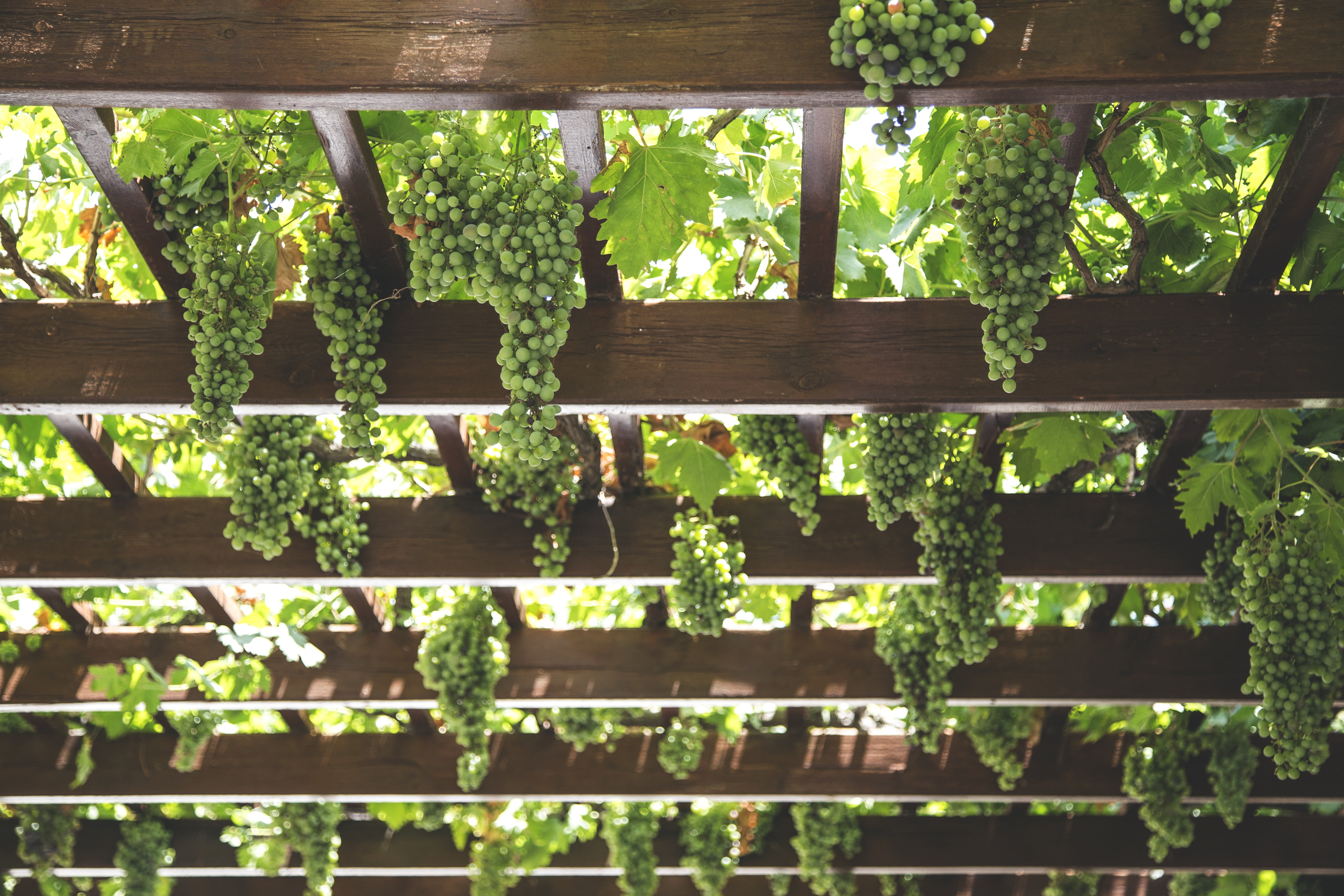 vine, barrier, hanging, agriculture, architecture, tree, food, sunlight, plant, backgrounds, leaf, vegetable, farming, bunch, vineyard, plant part, green Color, HD Wallpaper