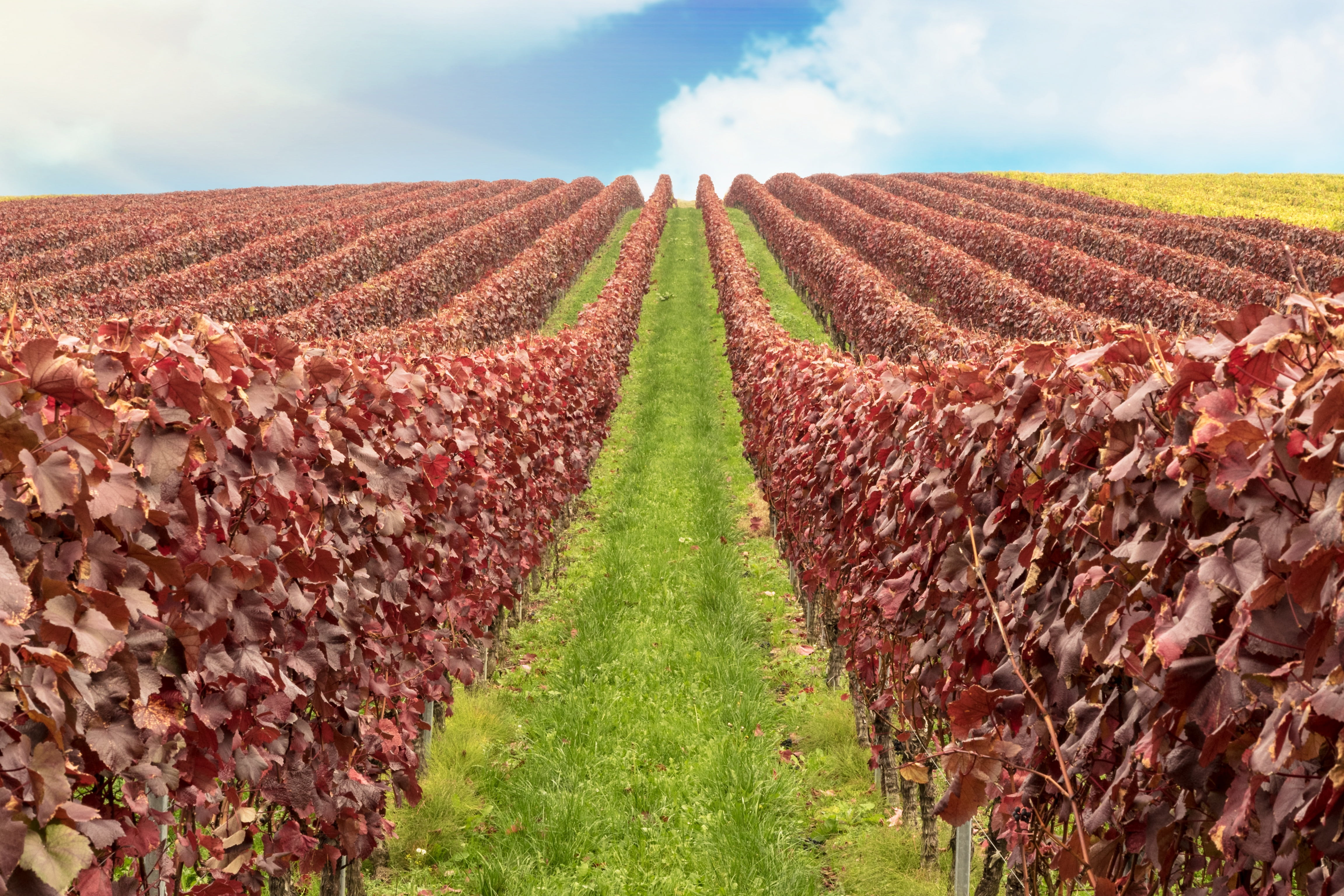 nature, vineyard, close, rural scene, agriculture, growth, vines, field, wine harvest, outdoors, 4K, autumn mood, grapes, farm, no people, leaf, abundance, HD Wallpaper